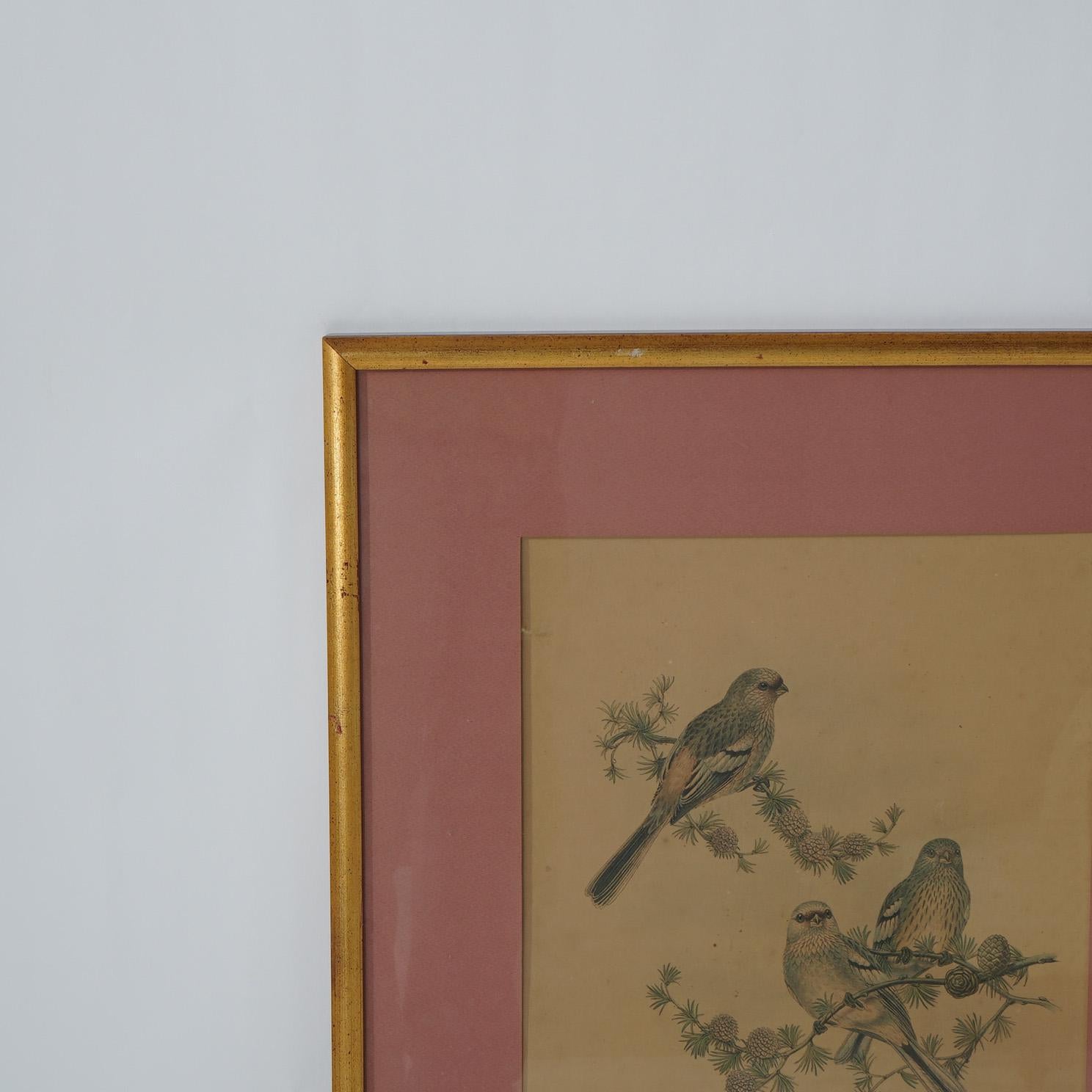 Walter Imp Audubon Lithograph or Three Siberian Grosbeak Birds, Framed, 20thC In Good Condition For Sale In Big Flats, NY
