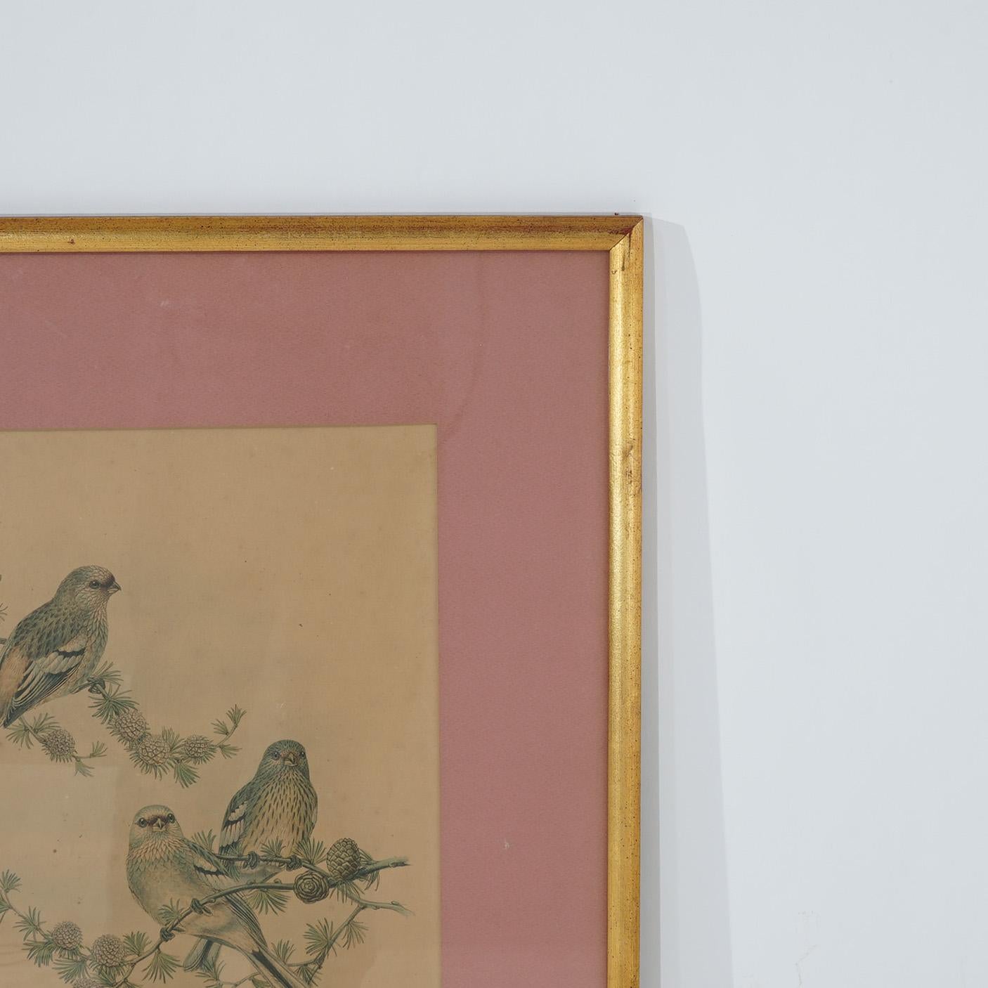20th Century Walter Imp Audubon Lithograph or Three Siberian Grosbeak Birds, Framed, 20thC For Sale