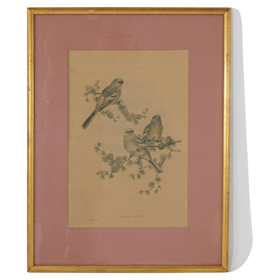 Walter Imp Audubon Lithograph or Three Siberian Grosbeak Birds, Framed, 20thC For Sale