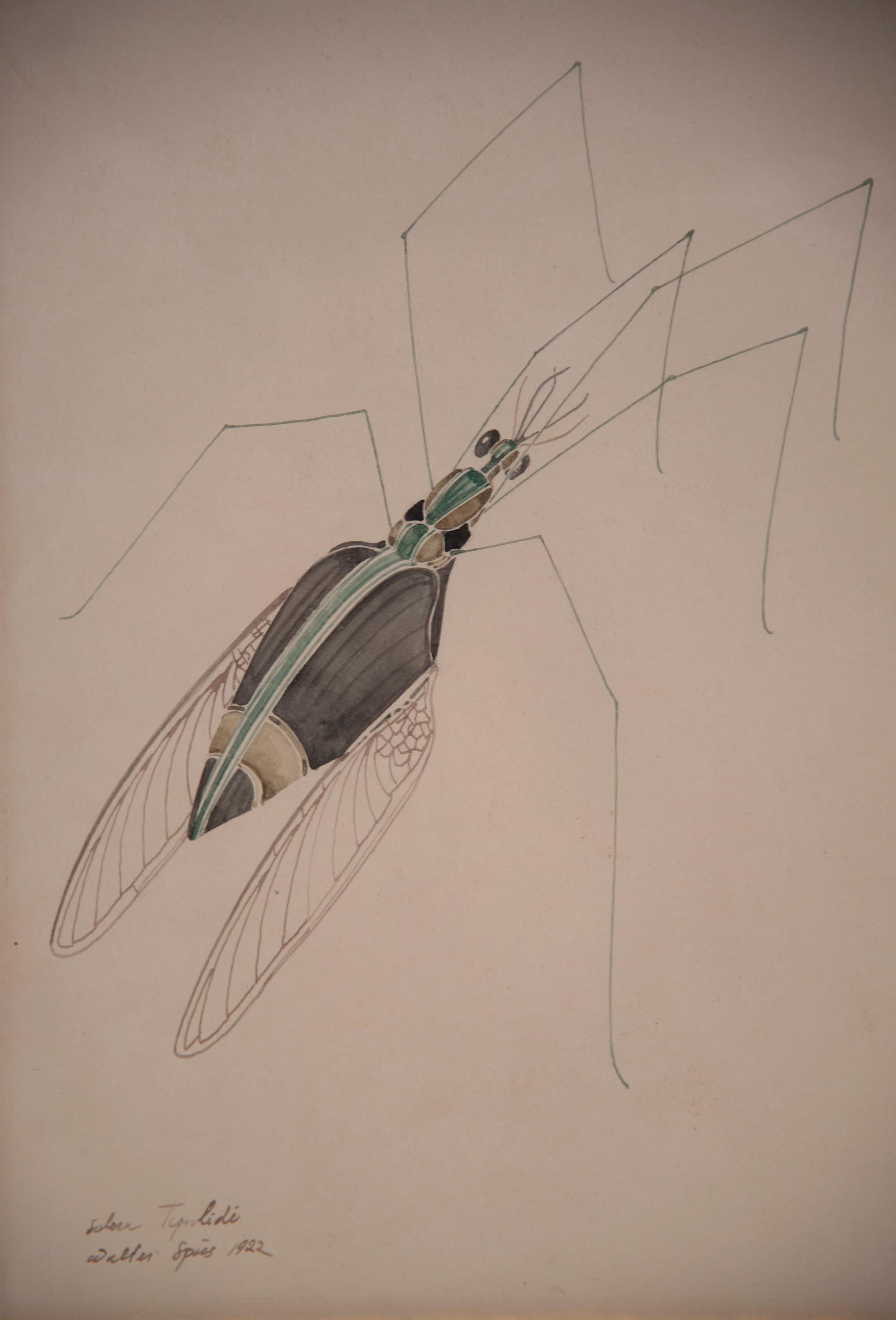 WALTER SPIES WATERCOLOURS [SET OF 4 Insect Drawings] For Sale 1