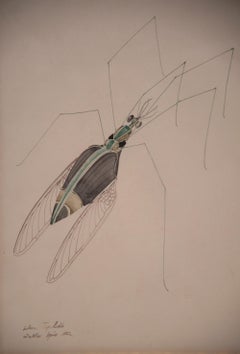 WALTER SPIES Insect Studies WATERCOLORS – Set of 4