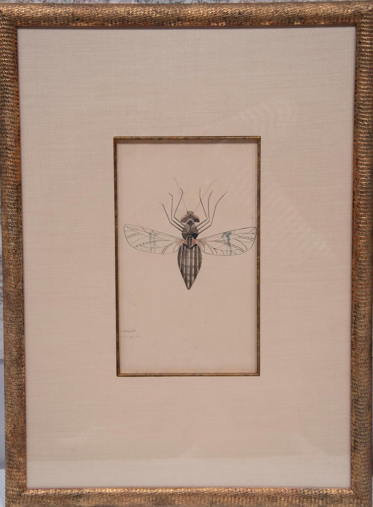 WALTER SPIES Insect Watercolour Paintings [Set of 4] For Sale 7