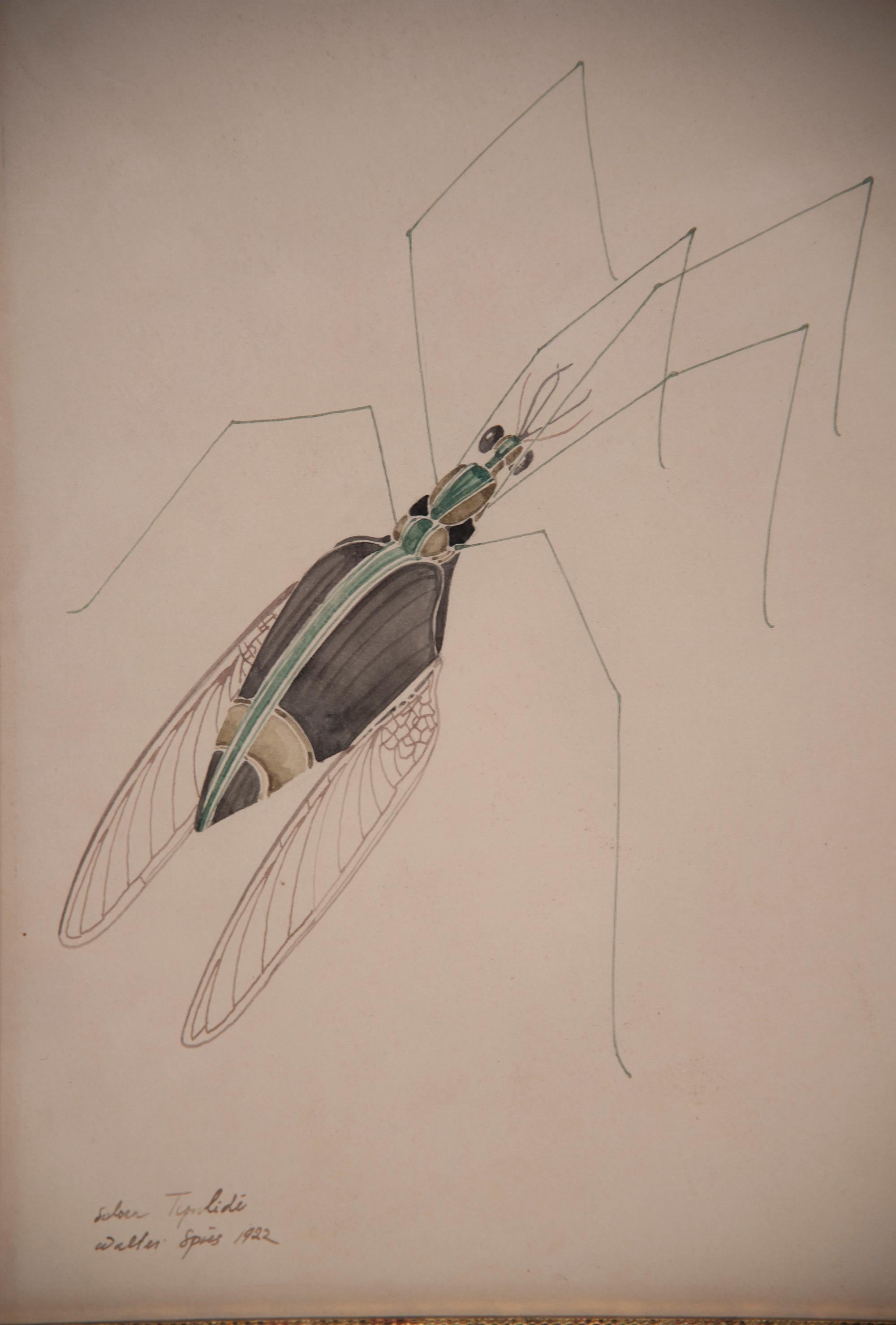 WALTER SPIES WATERCOLOURS [SET OF 4 Insect Drawings] In Good Condition For Sale In Hawthorne, CA