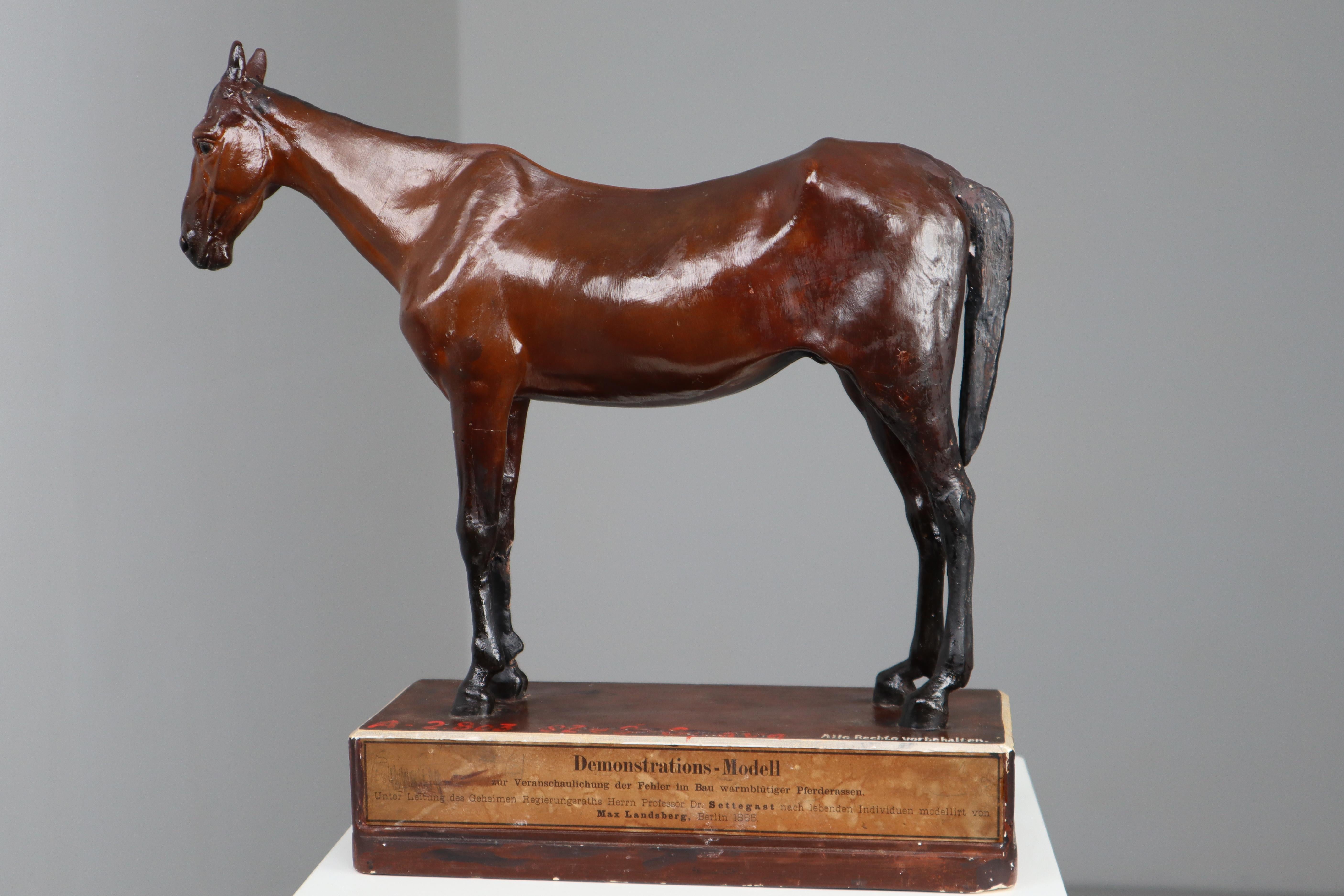 Warm-blooded breeds horse model in painted plaster by Max Landsberg, Berlin after 1885, painted plaster, inscribed on base “Demonstration-Modell zur Veranschaulichung der Fehler im Bau warmbluhtiger Pferderassen. Unter Leitung des Geheimen