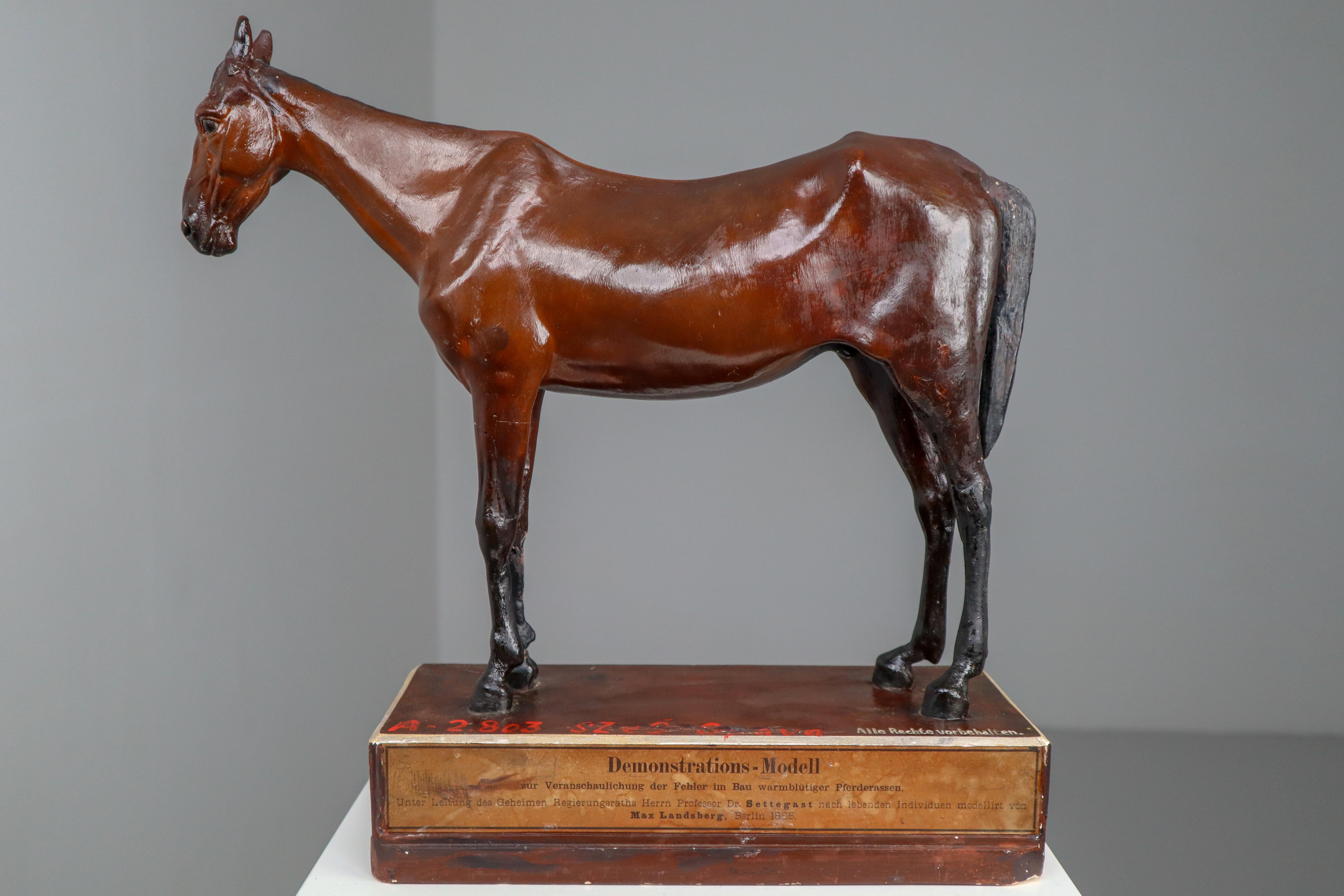 Warm-Blooded Horse Model in Painted Plaster by Max Landsberg, Berlin, 1885 1
