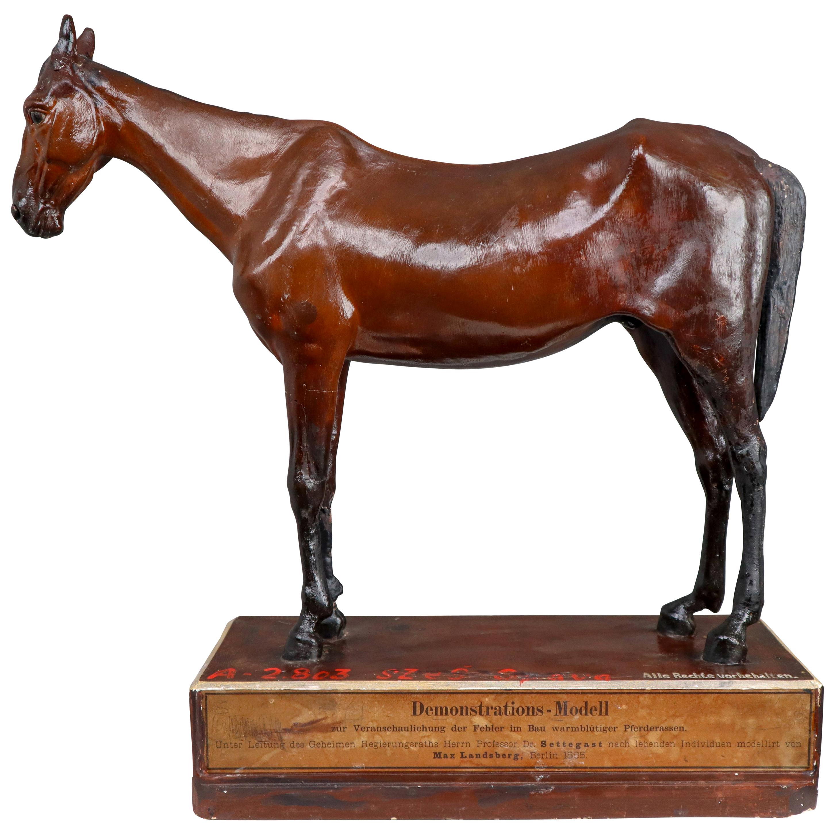 Warm-Blooded Horse Model in Painted Plaster by Max Landsberg, Berlin, 1885