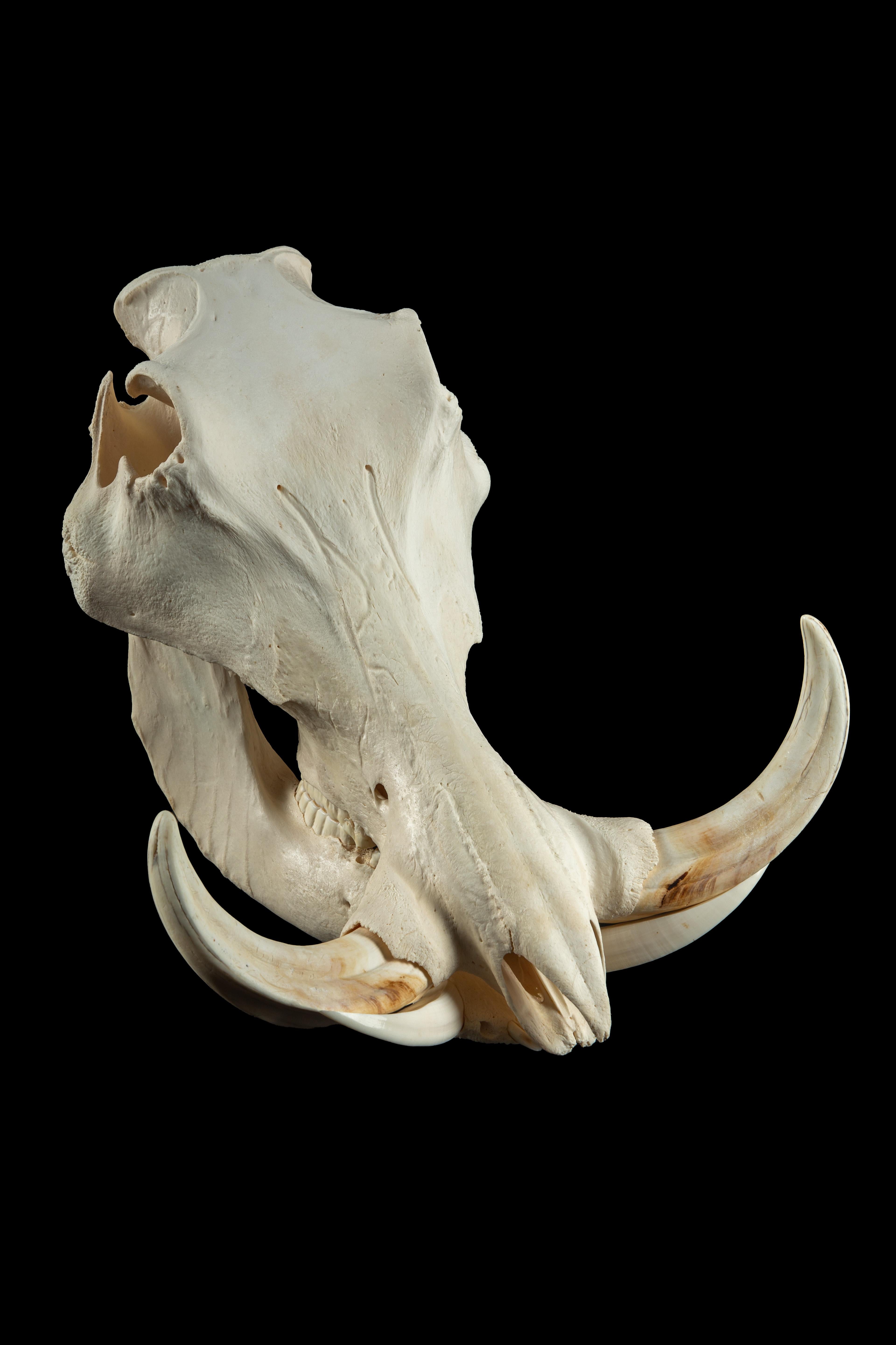 Crâne de phacochère :

Mesures : 13