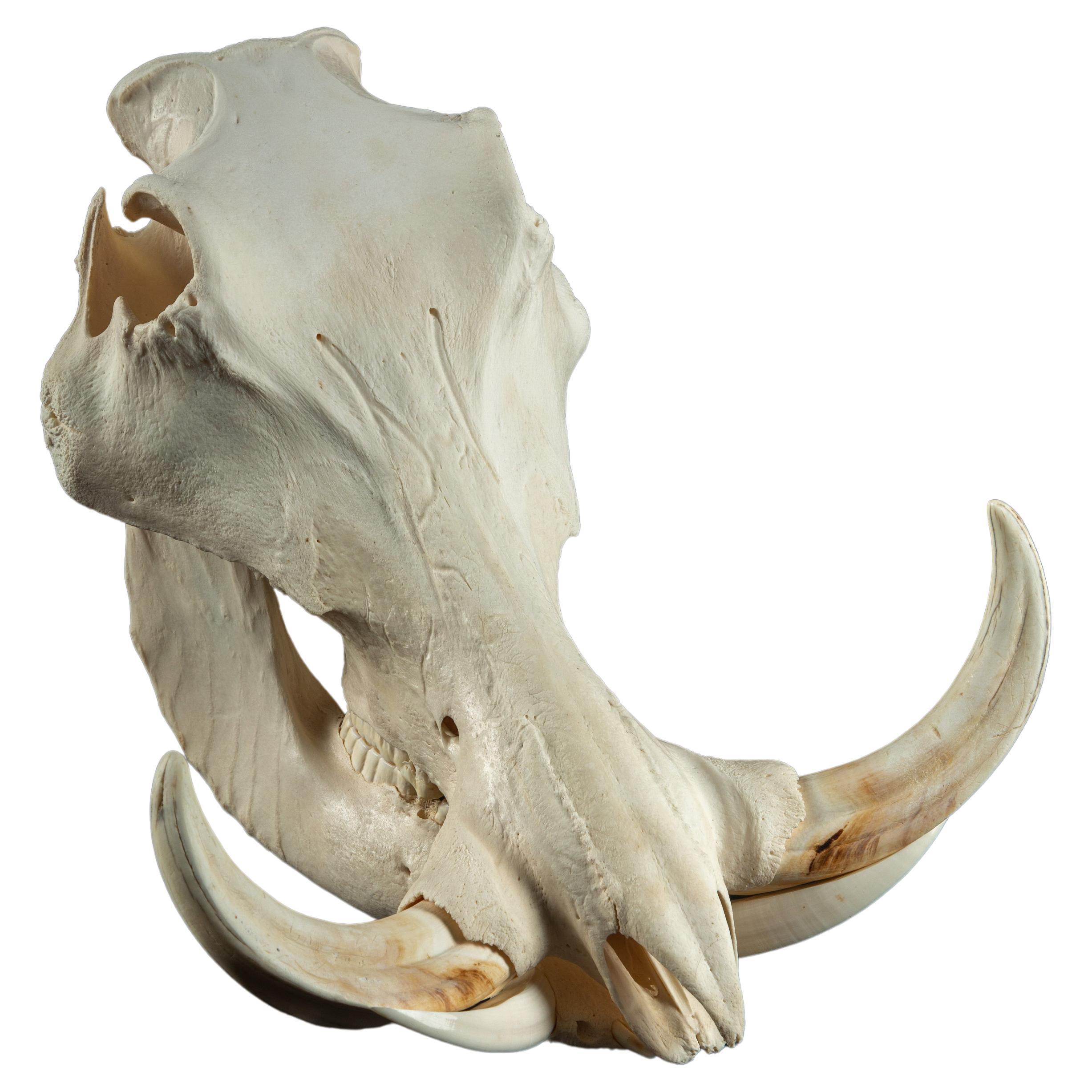 Crâne de phacochère en vente