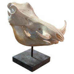 Warthog Skull on a Pedestal