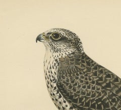 Watchful Hunter: The Gyrfalcon (Falco rusticolus), 1927