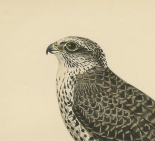Watchful Hunter: The Gyrfalcon (Falco rusticolus), 1927, view 2