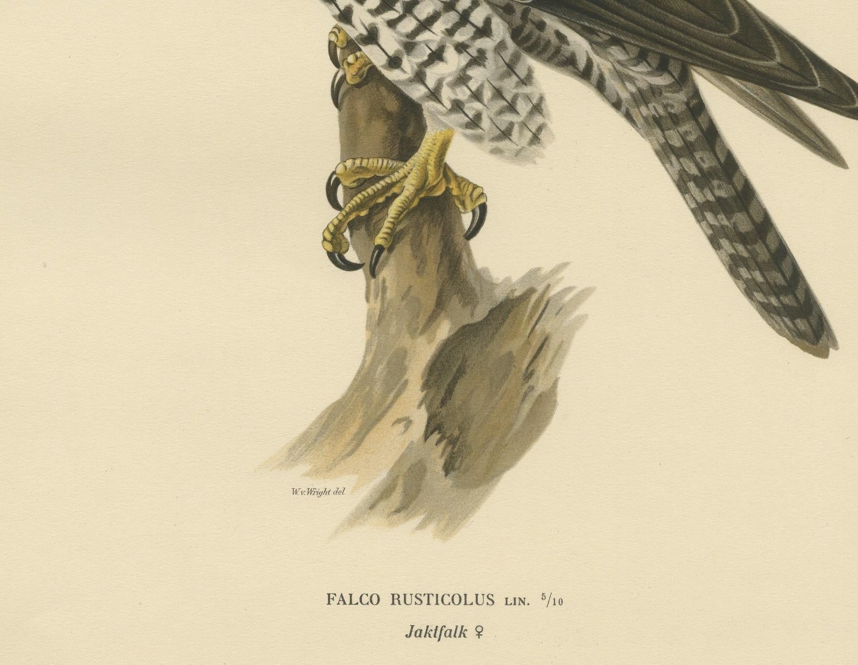 Cazador vigilante: El halcón gerifalte (Falco rusticolus), 1927 en Bueno estado para la venta en Langweer, NL