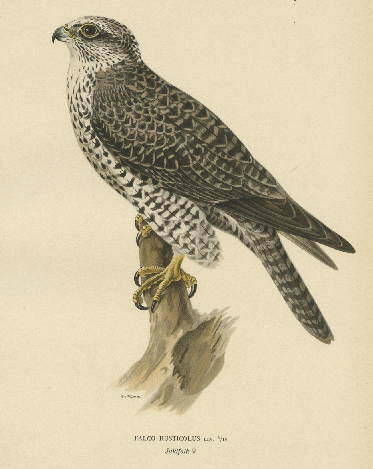 Early 20th Century Watchful Hunter: The Gyrfalcon (Falco rusticolus), 1927 For Sale