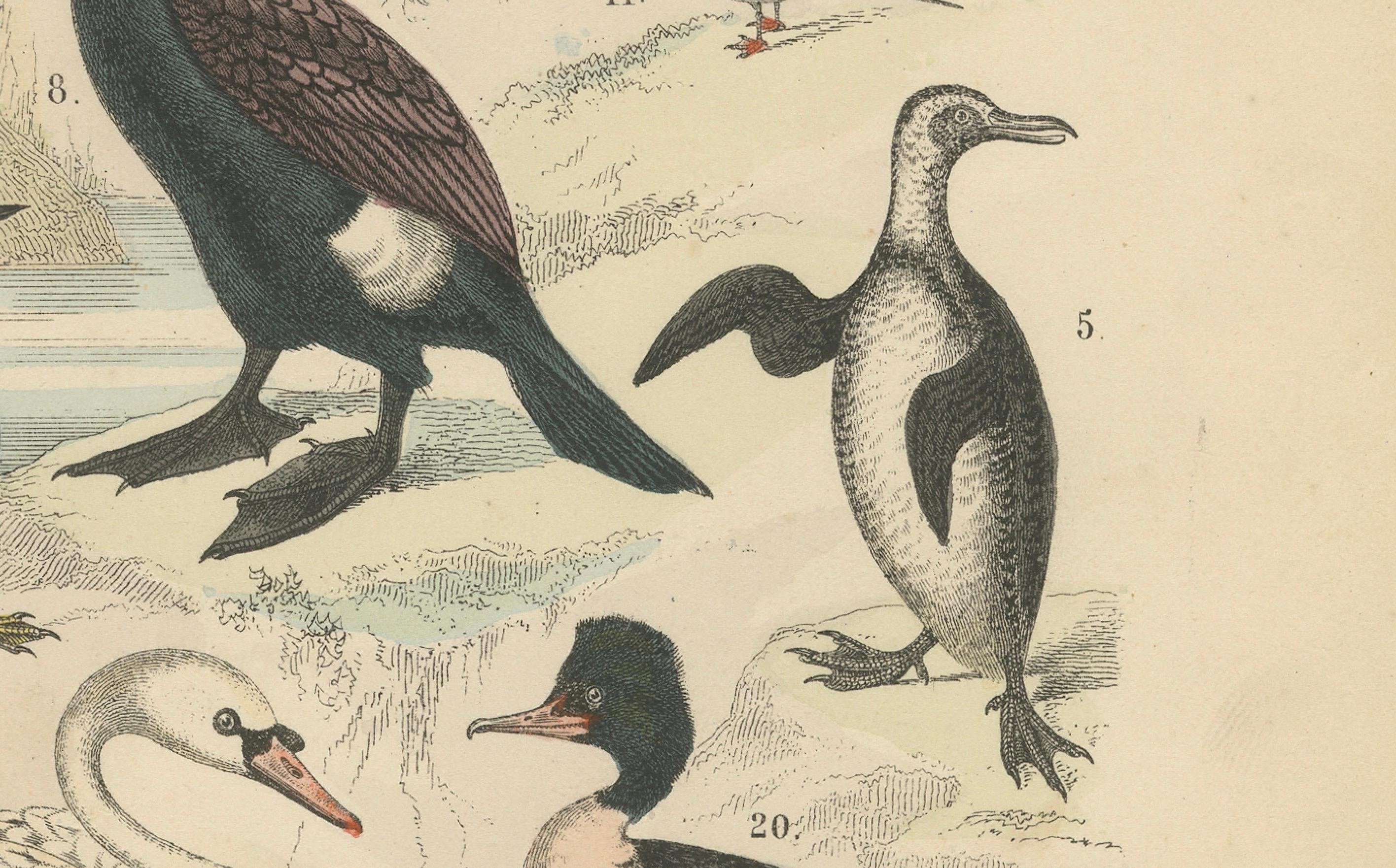 Stampa di uccelli acquatici: Cigno, pellicano, cormorano, anatre - Antico 1867

Questa dettagliata stampa antica raffigura una vasta gamma di uccelli acquatici, tra cui cigni, pellicani, cormorani, anatre, gabbiani e loons, resi con raffinate