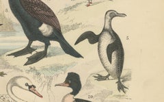 Water Birds Print: Swan, Pelican, Cormorant, Ducks – Antique 1867