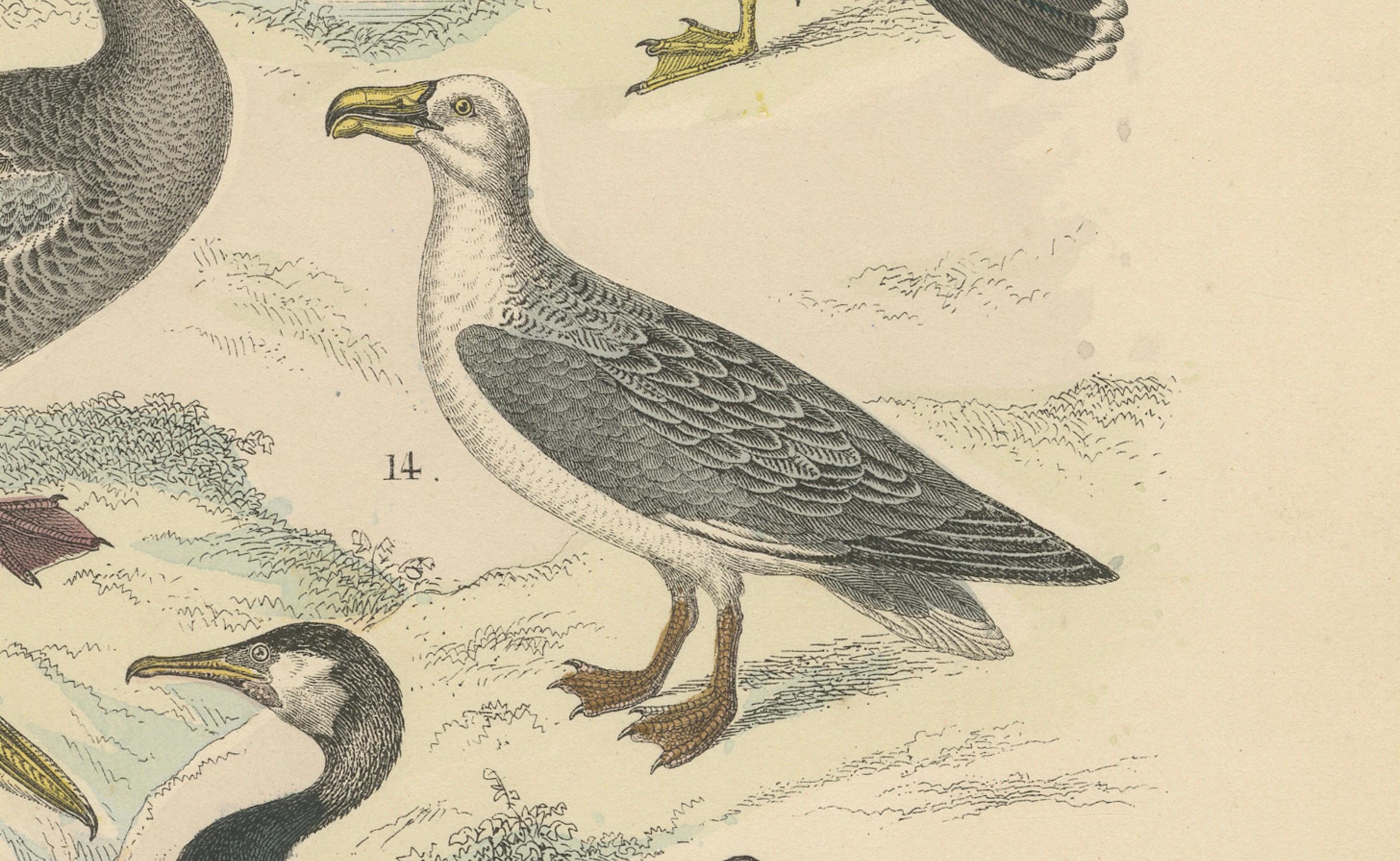 Tedesco Stampa di uccelli acquatici: Cigno, pellicano, cormorano, anatre - Antico 1867 in vendita
