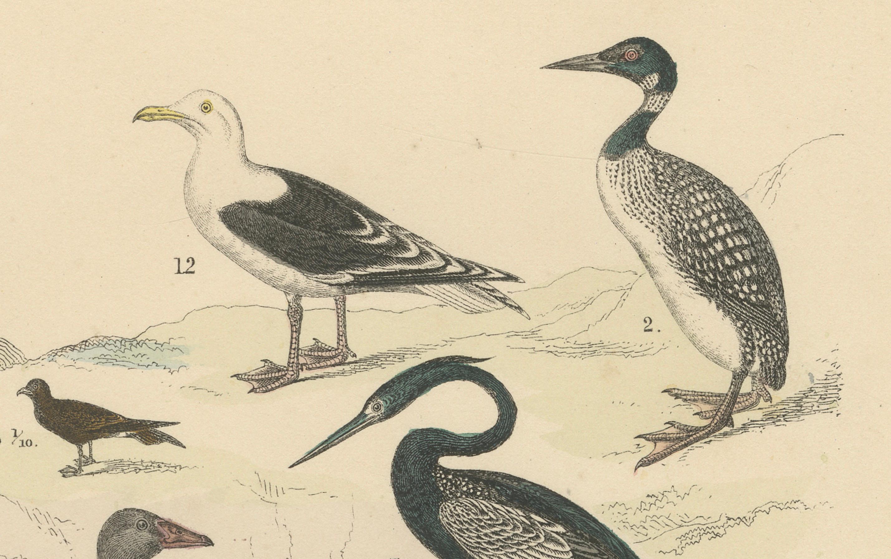 Stampa di uccelli acquatici: Cigno, pellicano, cormorano, anatre - Antico 1867 In condizioni buone in vendita a Langweer, NL