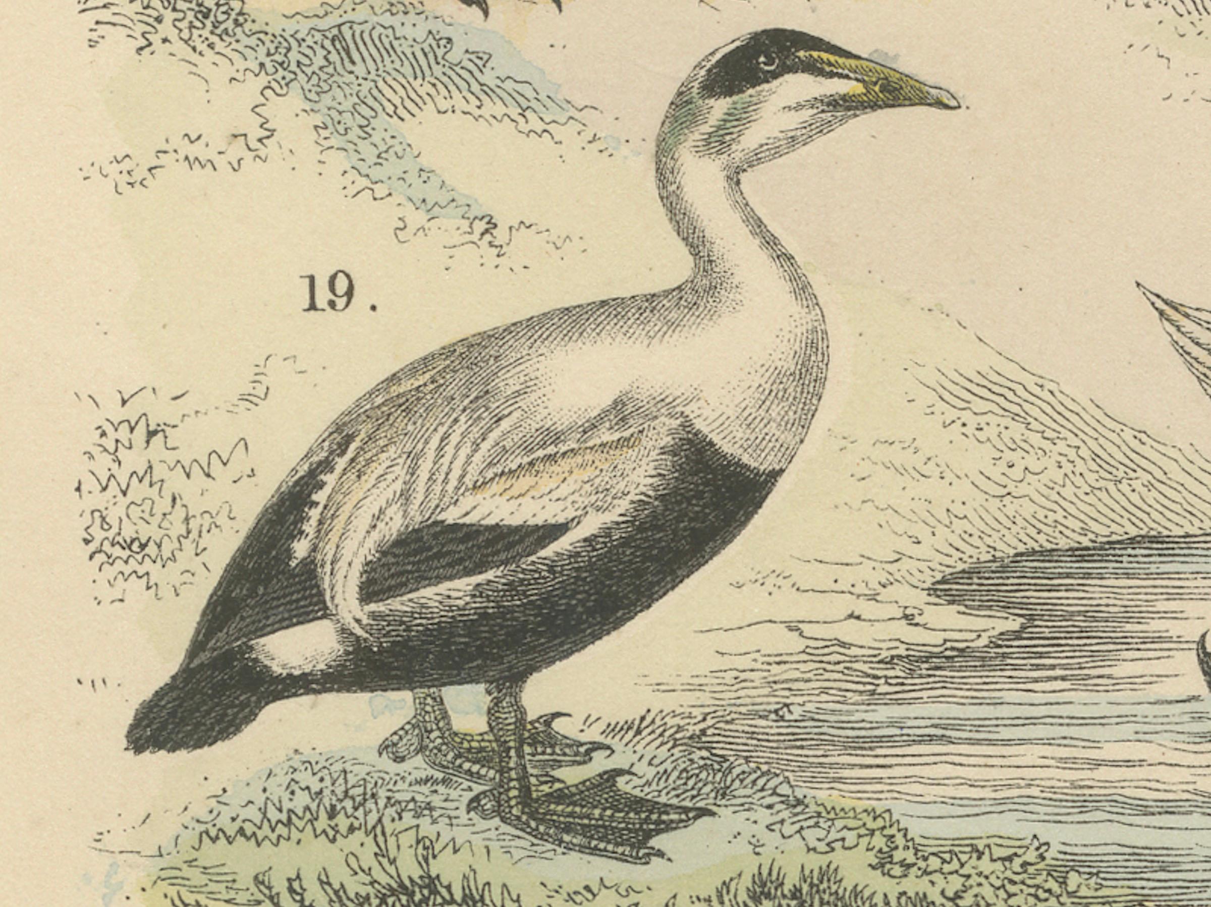 Carta Stampa di uccelli acquatici: Cigno, pellicano, cormorano, anatre - Antico 1867 in vendita