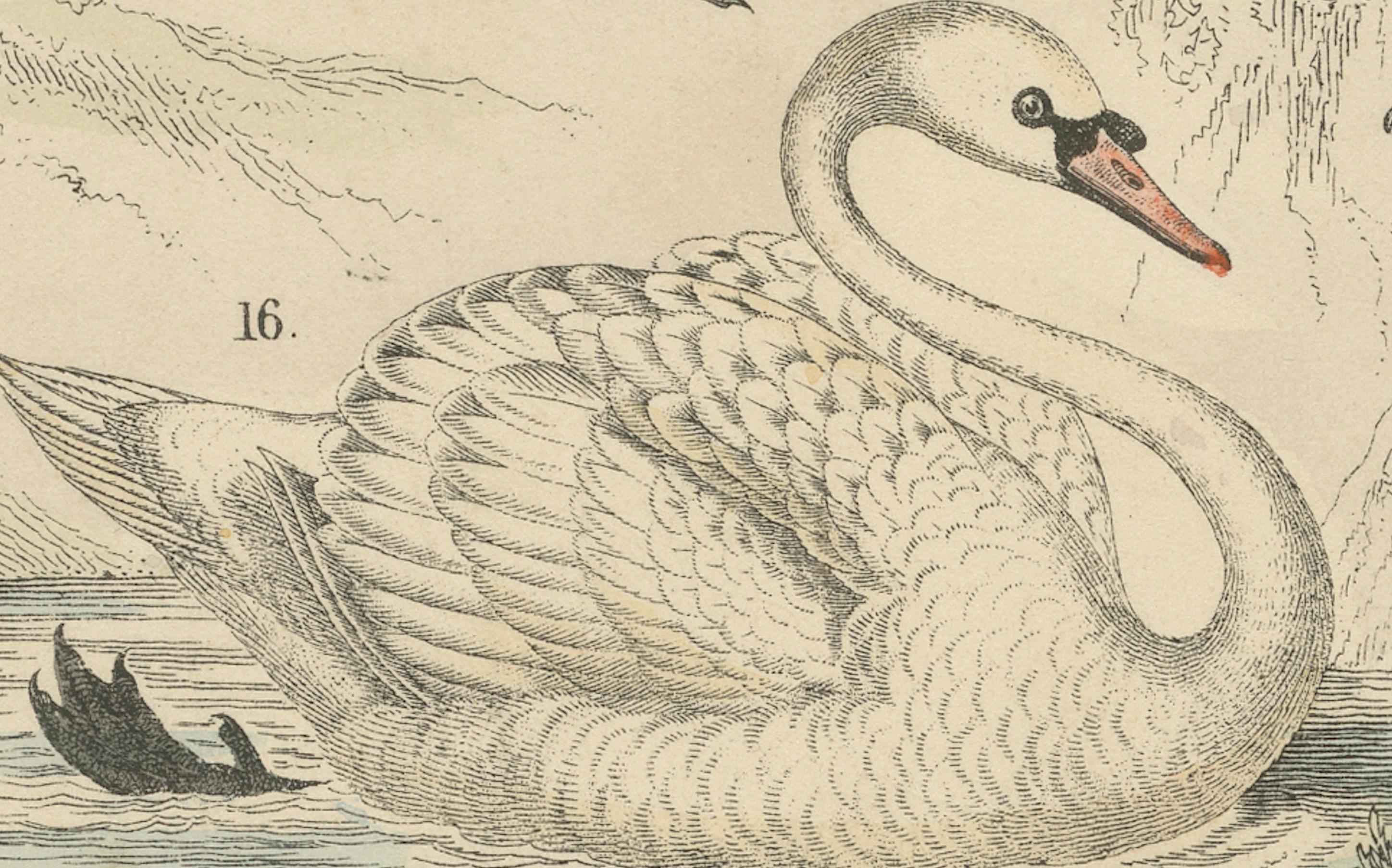 Stampa di uccelli acquatici: Cigno, pellicano, cormorano, anatre - Antico 1867 in vendita 1