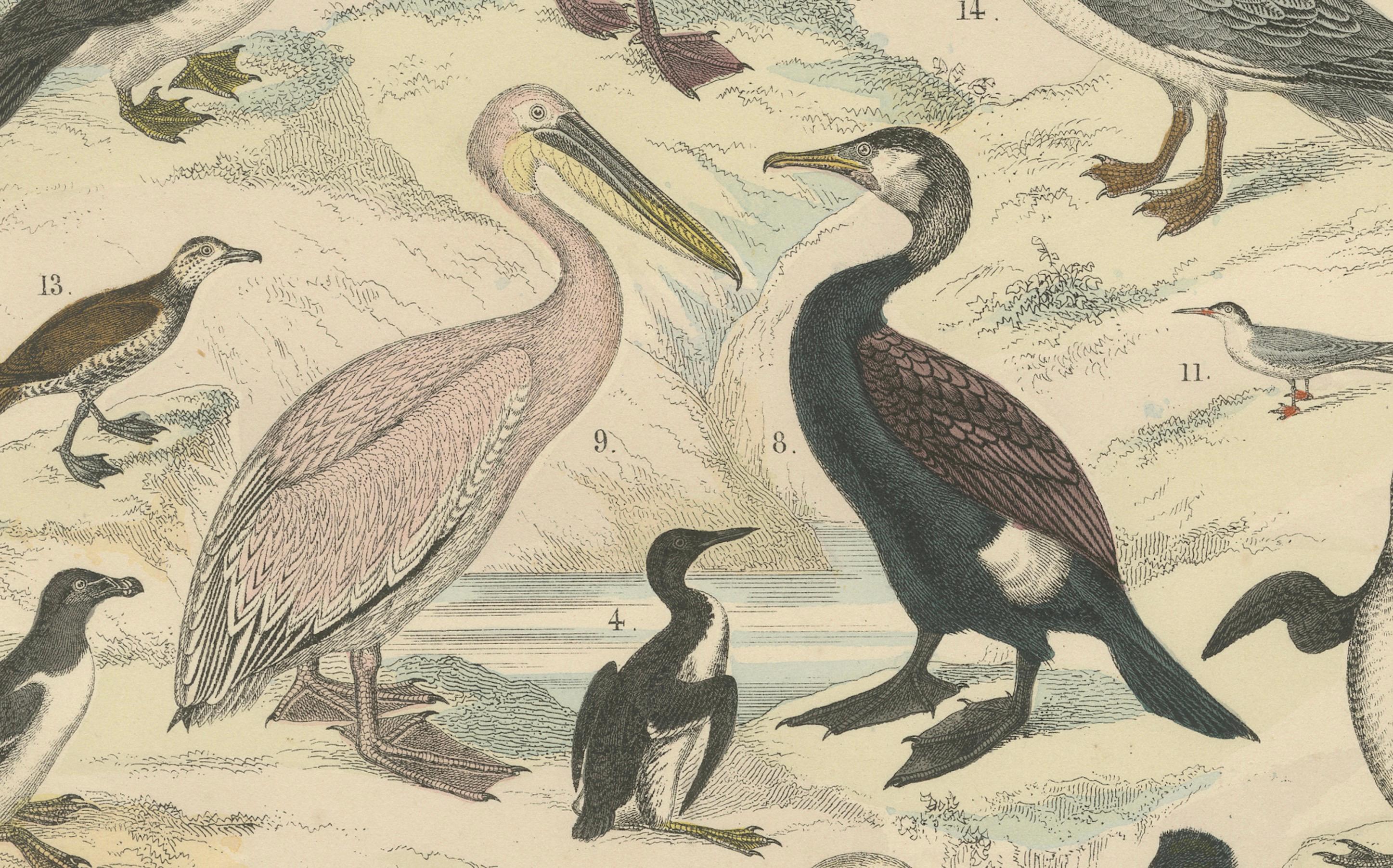 Stampa di uccelli acquatici: Cigno, pellicano, cormorano, anatre - Antico 1867 in vendita 2