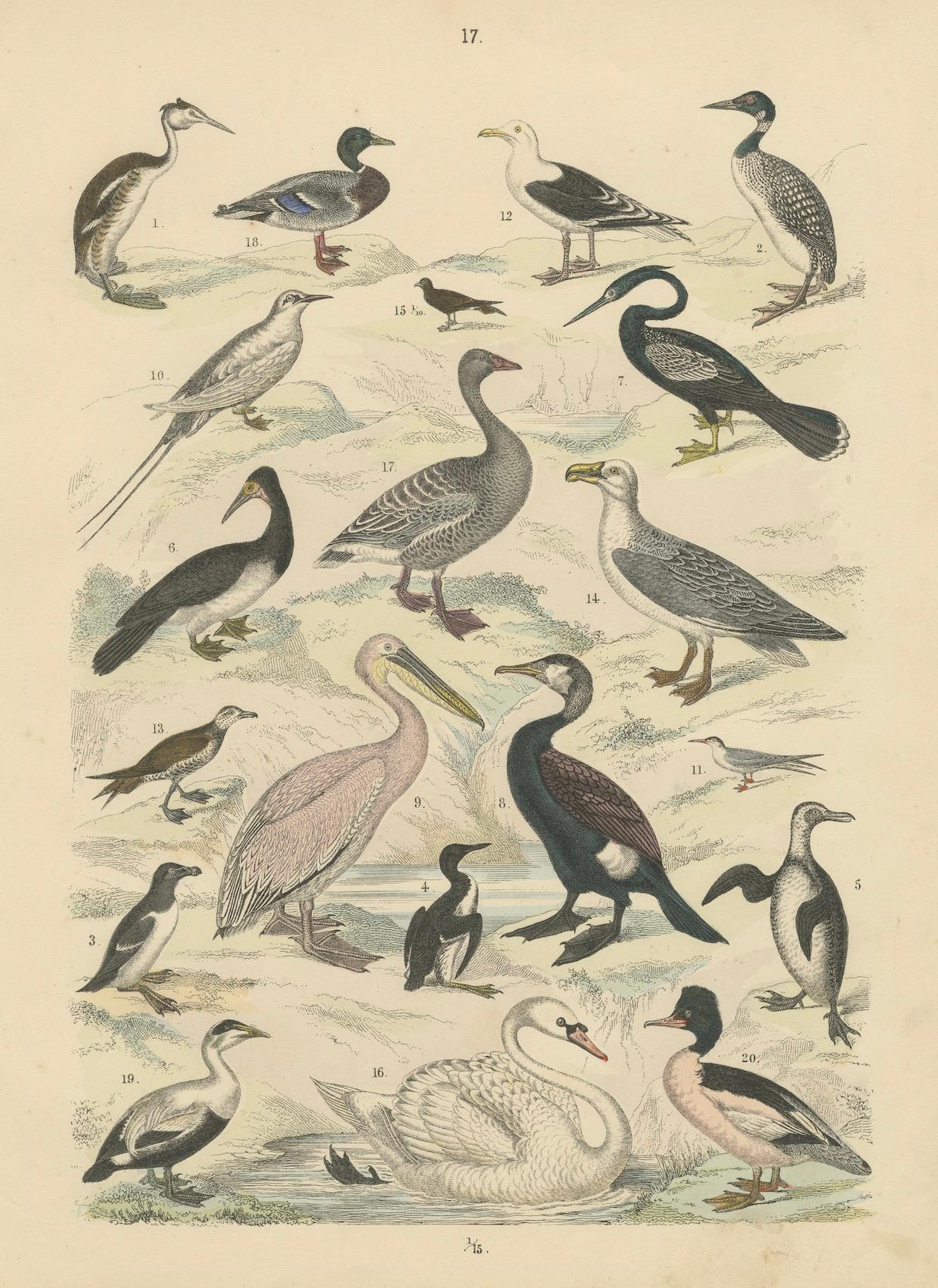 Stampa di uccelli acquatici: Cigno, pellicano, cormorano, anatre - Antico 1867 in vendita 3