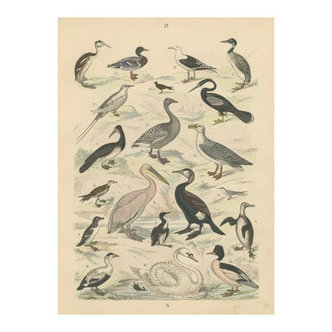 Water Birds Print: Swan, Pelican, Cormorant, Ducks – Antique 1867