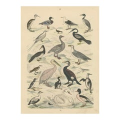 Gravure sur les oiseaux aquatiques : Cygne, Pélican, Cormoran, Canards - Antique 1867