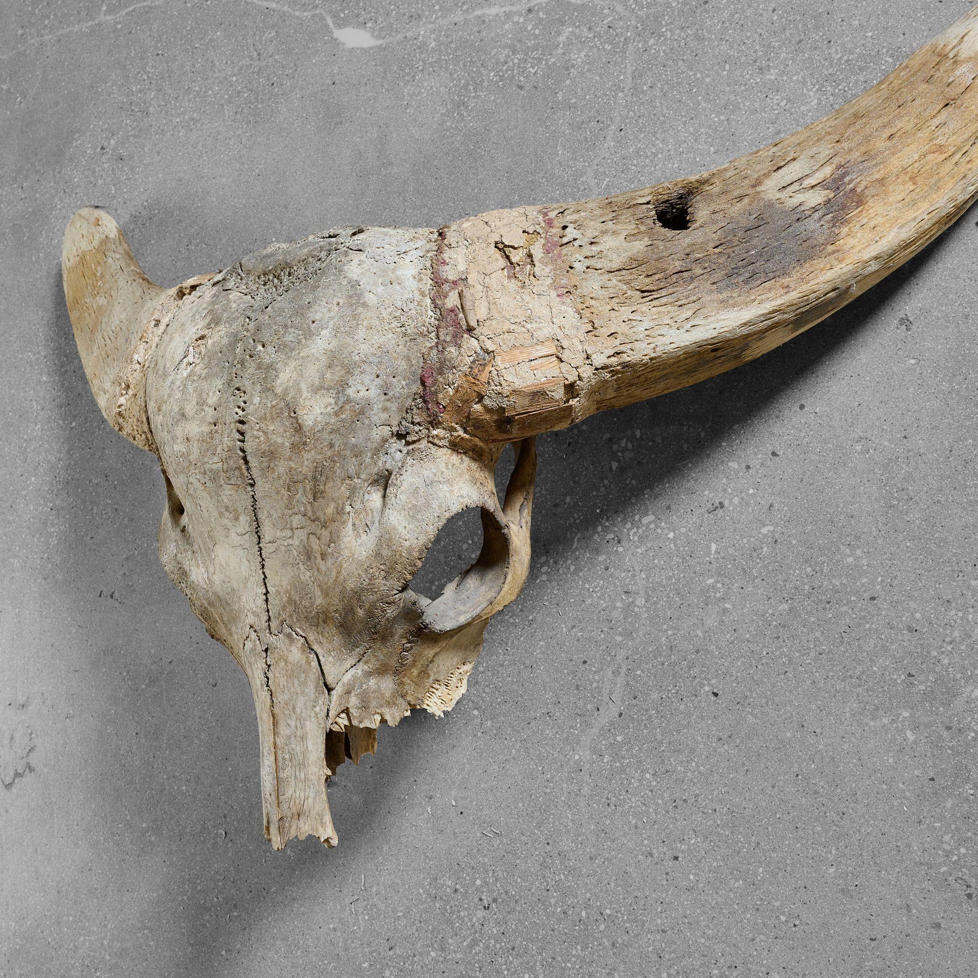Very old water buffalo skull with cool wood repairs.