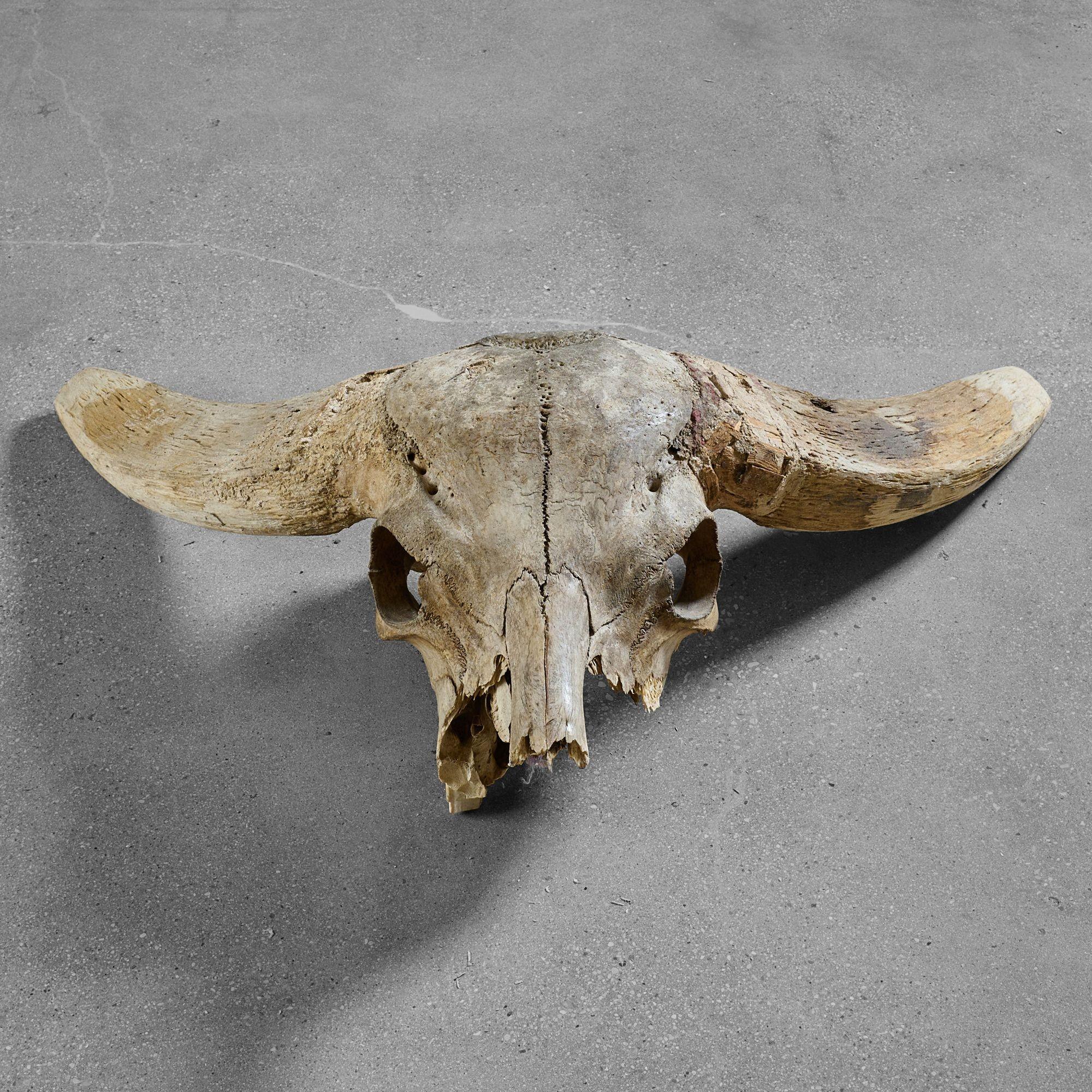 water buffalo skull for sale