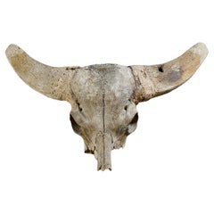 Cranio di bufalo d'acqua