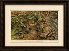 Water Monitors Robbing a Nest – Antique Reptile Wildlife Print, 1895