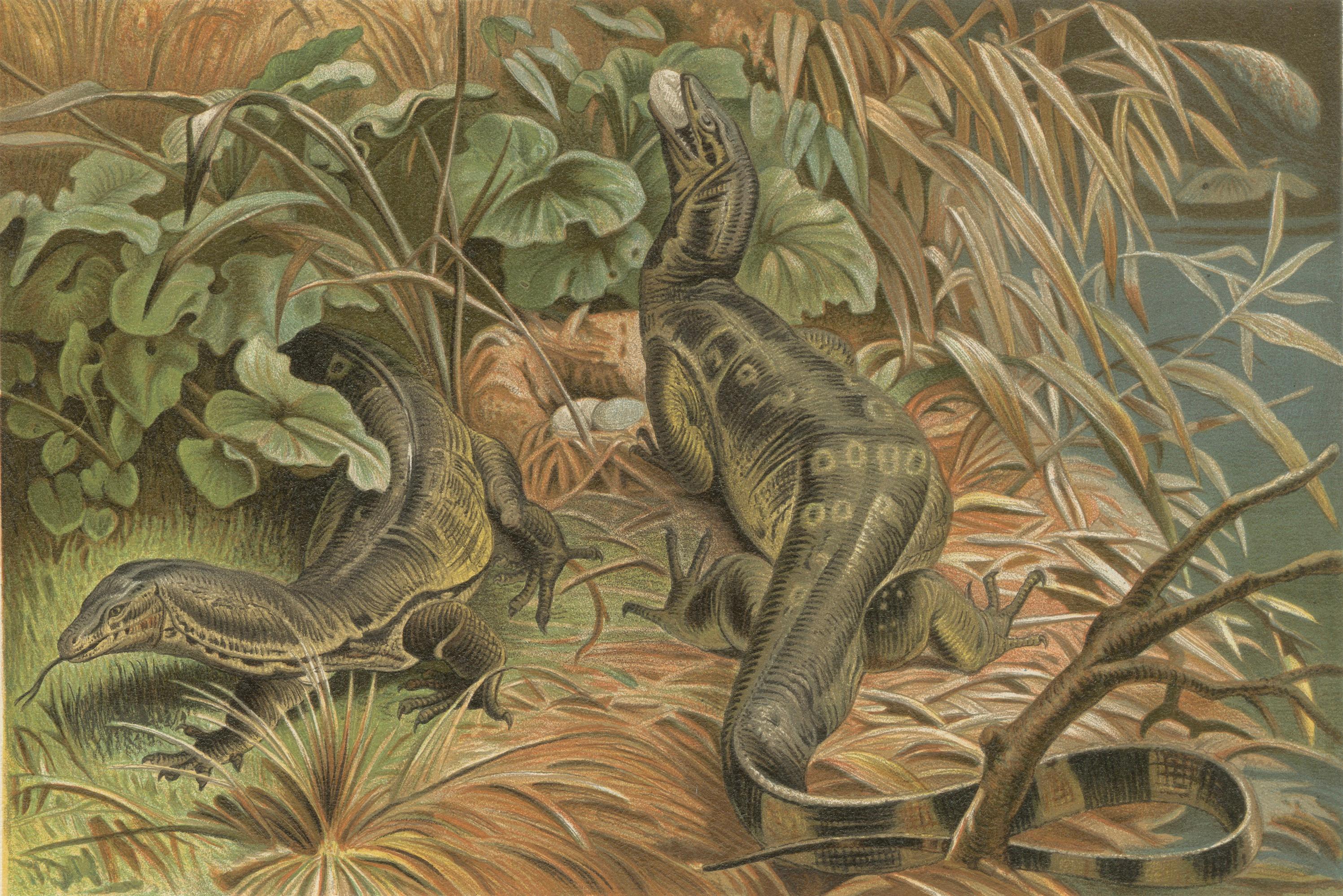 Water Monitors Robbing a Nest – Antique Reptile Wildlife Print, 1895