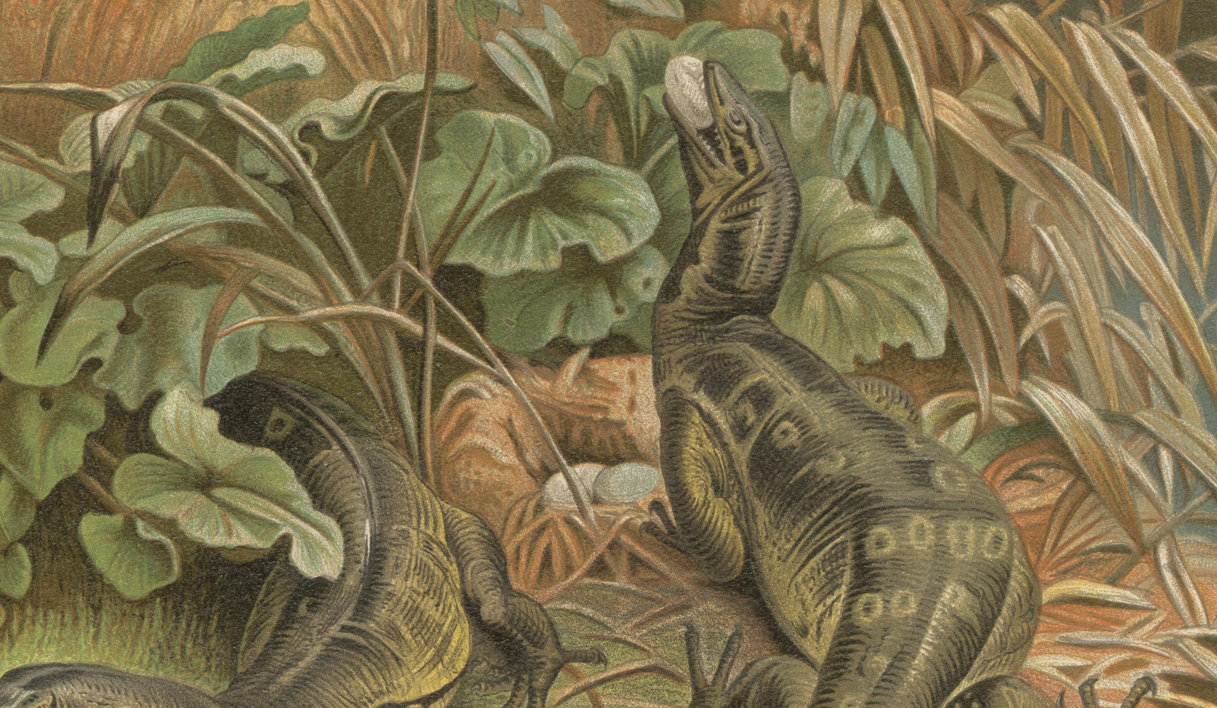 Water Monitors Robbing a Nest – Antique Reptile Wildlife Print, 1895