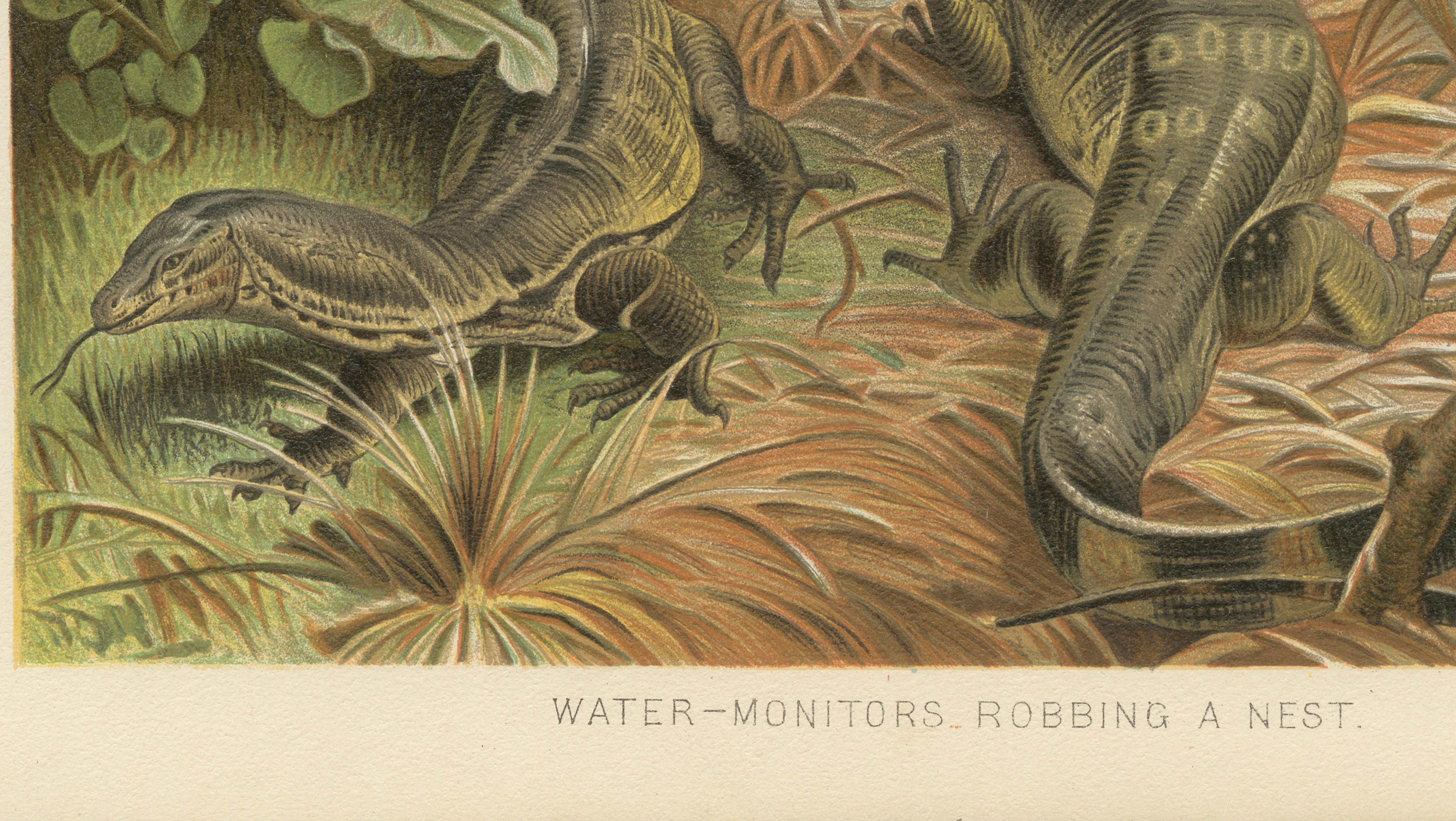 Water Monitors Robbing a Nest – Antique Reptile Wildlife Print, 1895