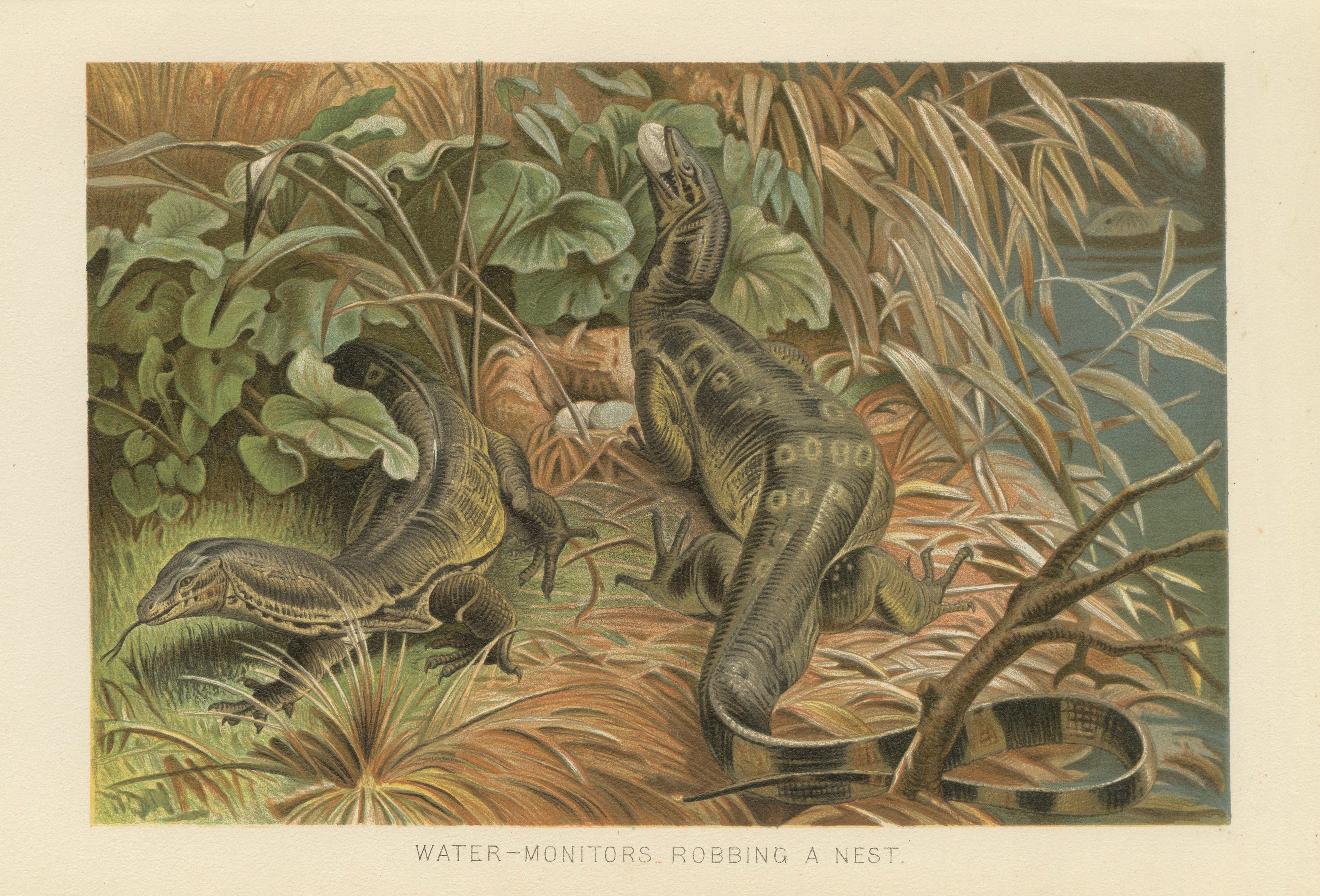 Water Monitors Robbing a Nest – Antique Reptile Wildlife Print, 1895