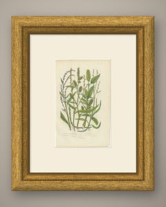 Water Pepper and the Persicarias, Antique Wild Flower Print, circa 1873
