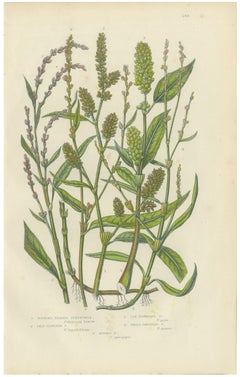 Water Pepper and the Persicarias, Antique Wild Flower Print, circa 1873