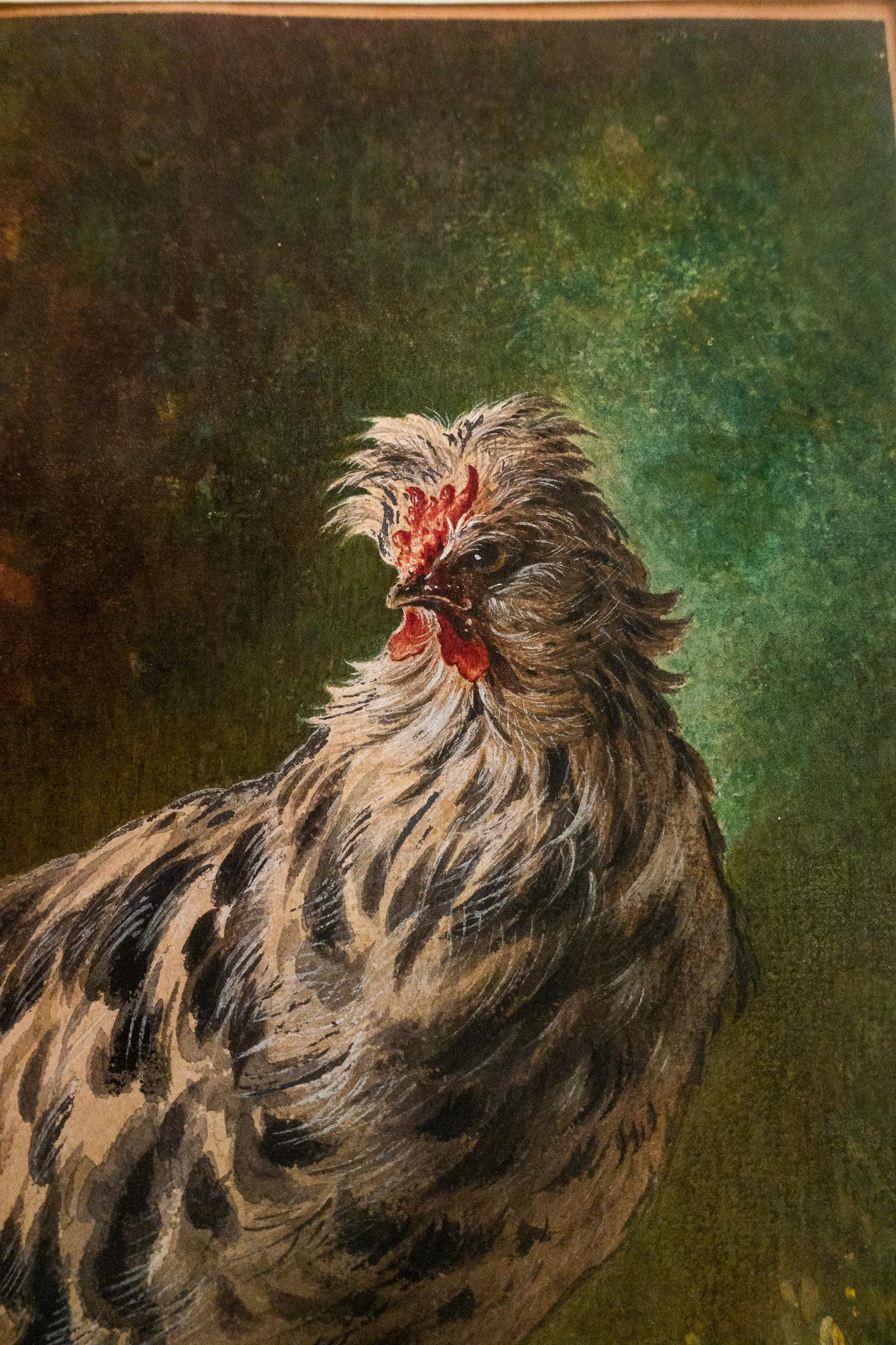 Watercolor depiction of a chicken hen by Francois-Joseph DeHaspe. Very detailed and beautifully executed.