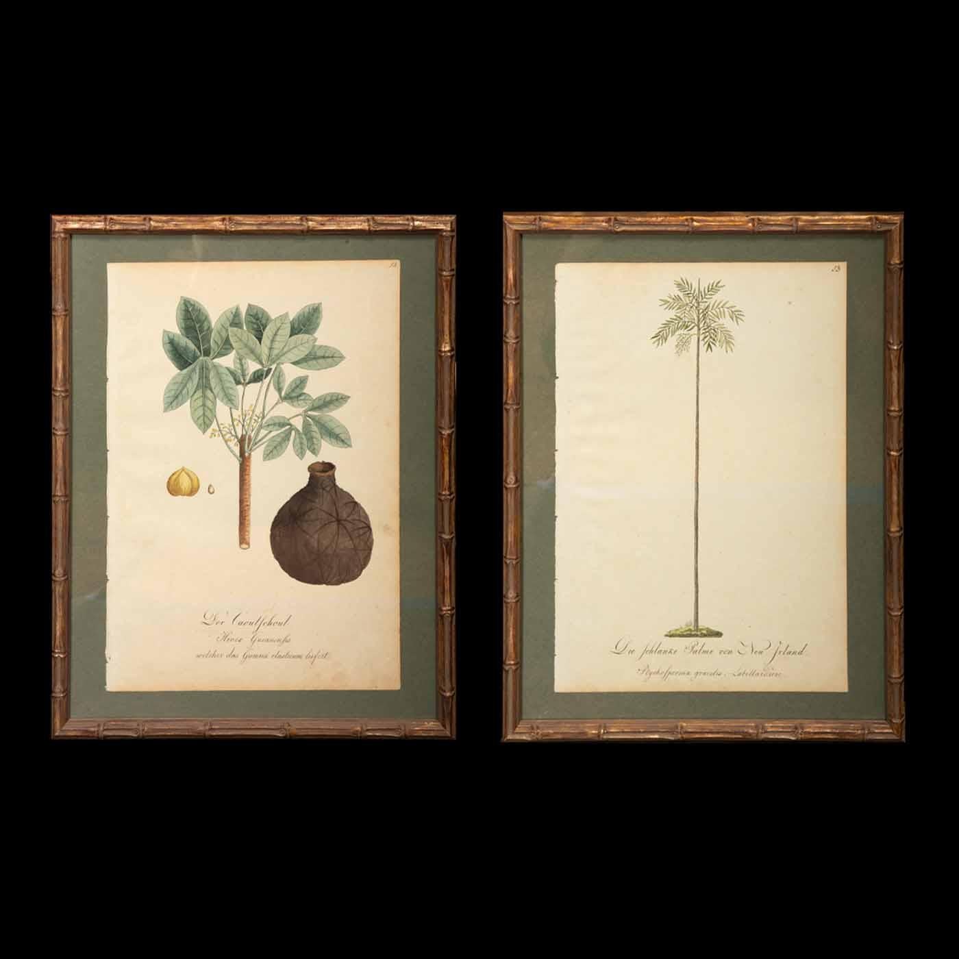 The slender palm of New Ireland. The Rubber Plant. Pair of antique botanical watercolors from collection of so-called Strange Plants. Germany, 1813. Papua New Guinea plants.



Each measures: 18