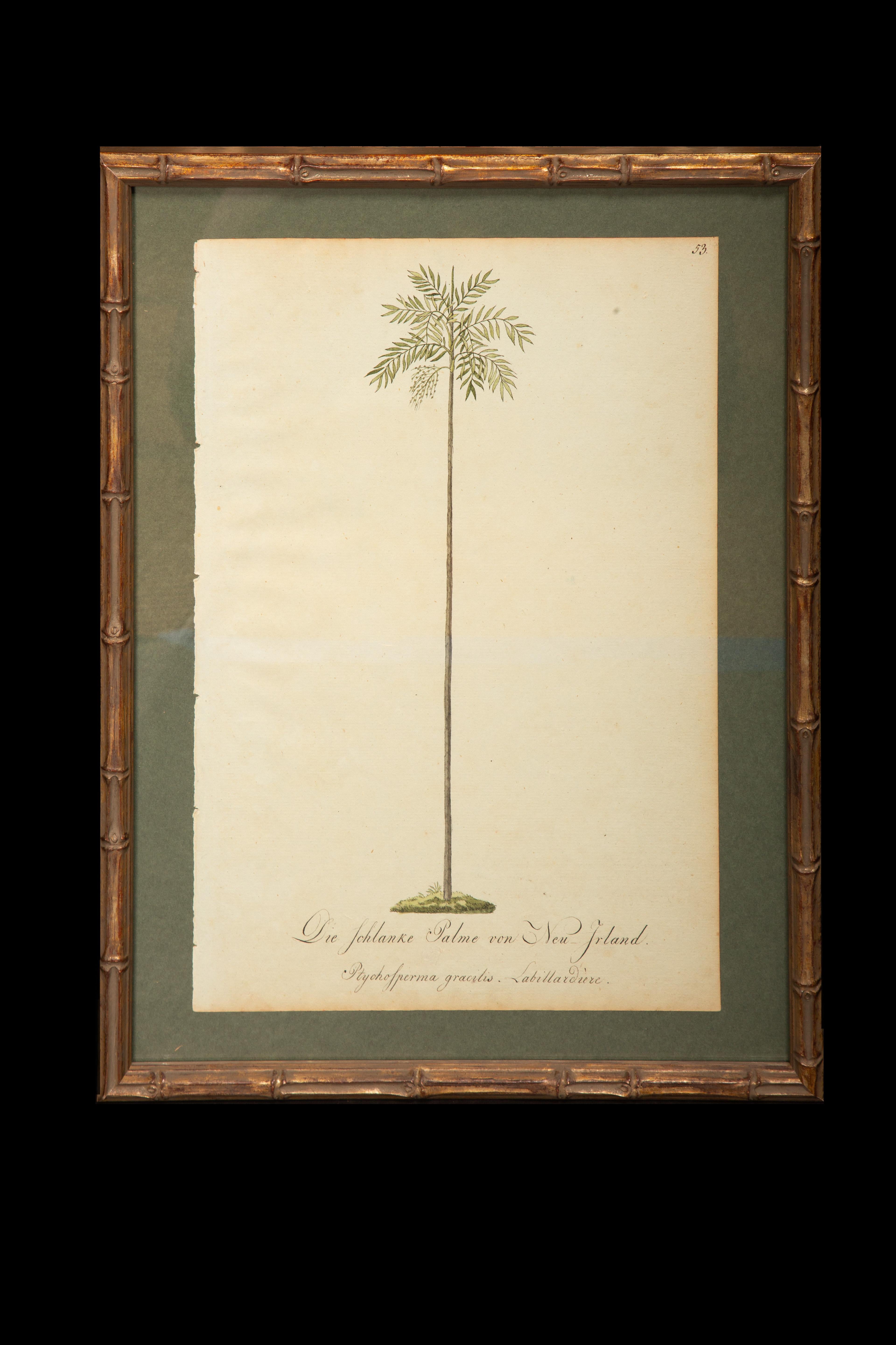Watercolor of Palms from 1813, German In Excellent Condition In New York, NY