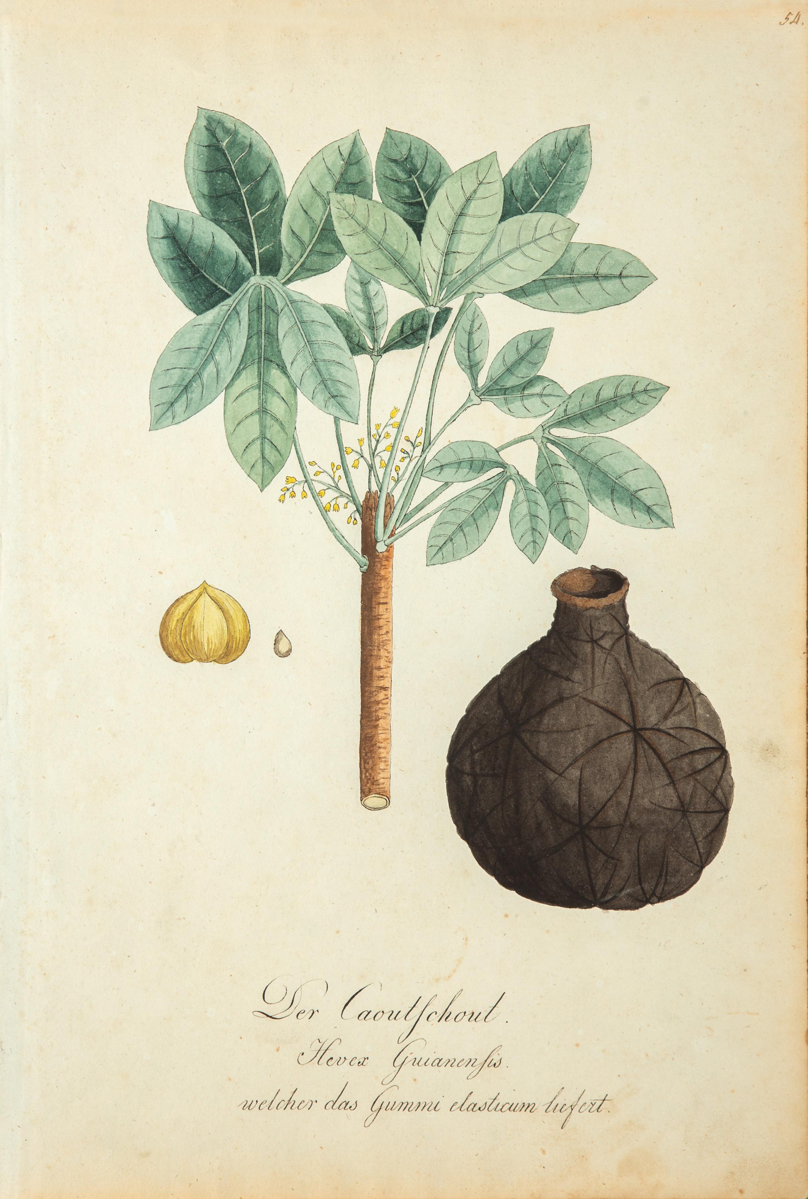 Paper Watercolor of Palms from 1813, German