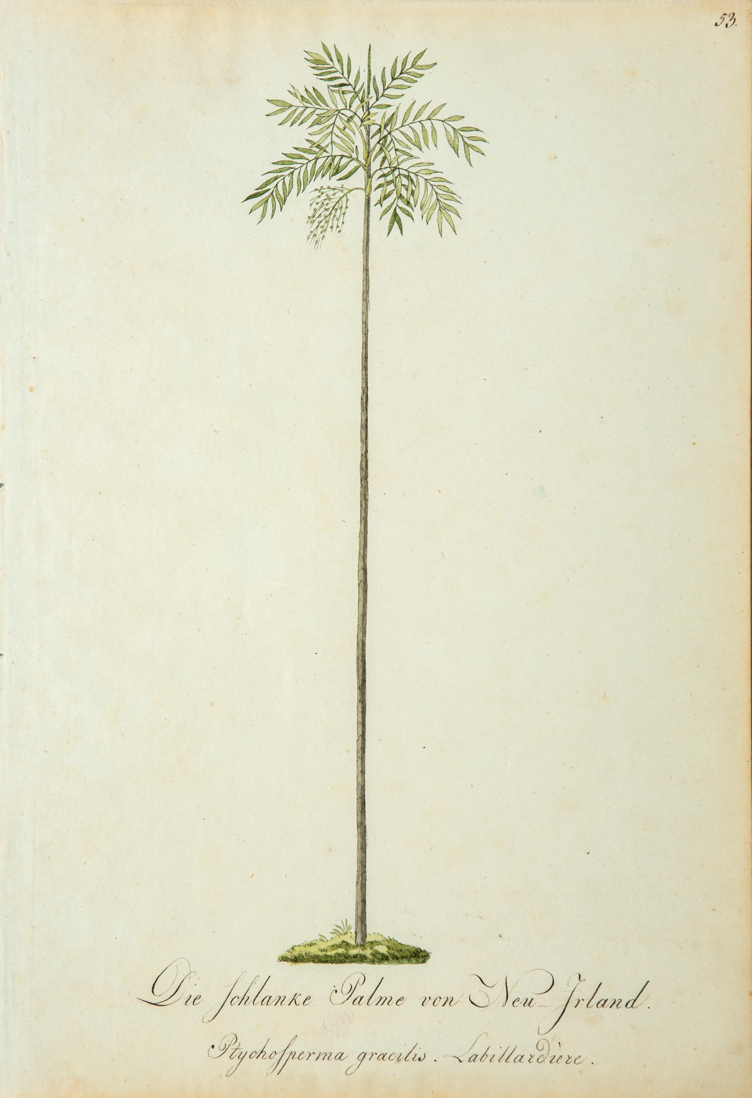 Watercolor of Palms from 1813, German 1