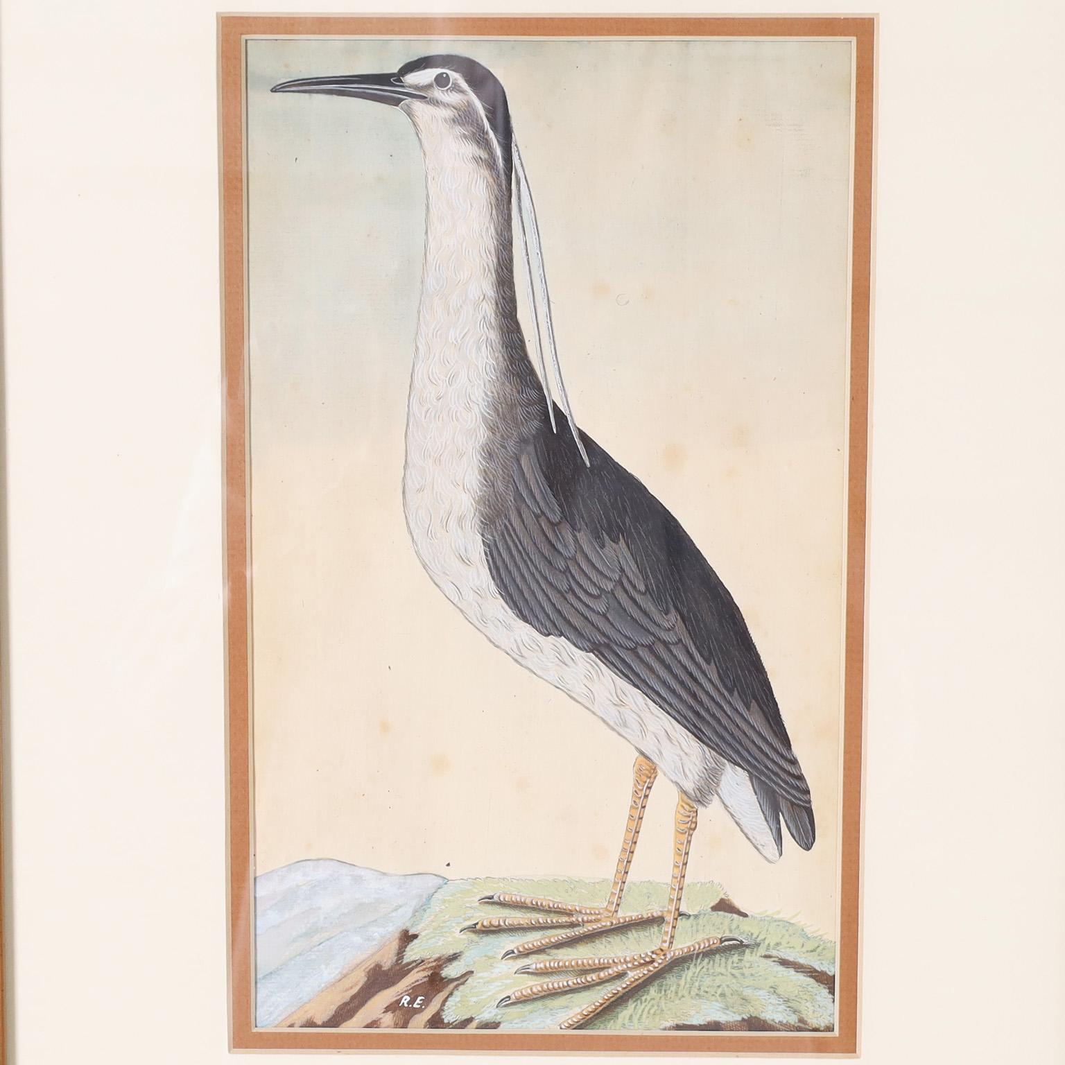 Intriguing image of a black crowned night heron with its distinctive white plume executed in a naturalist style with watercolor and gouache. Signed R.E. and presented under glass in a wood frame with silver leaf.