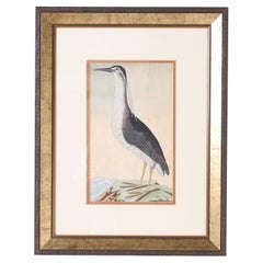 Watercolor Painting of a Night Heron