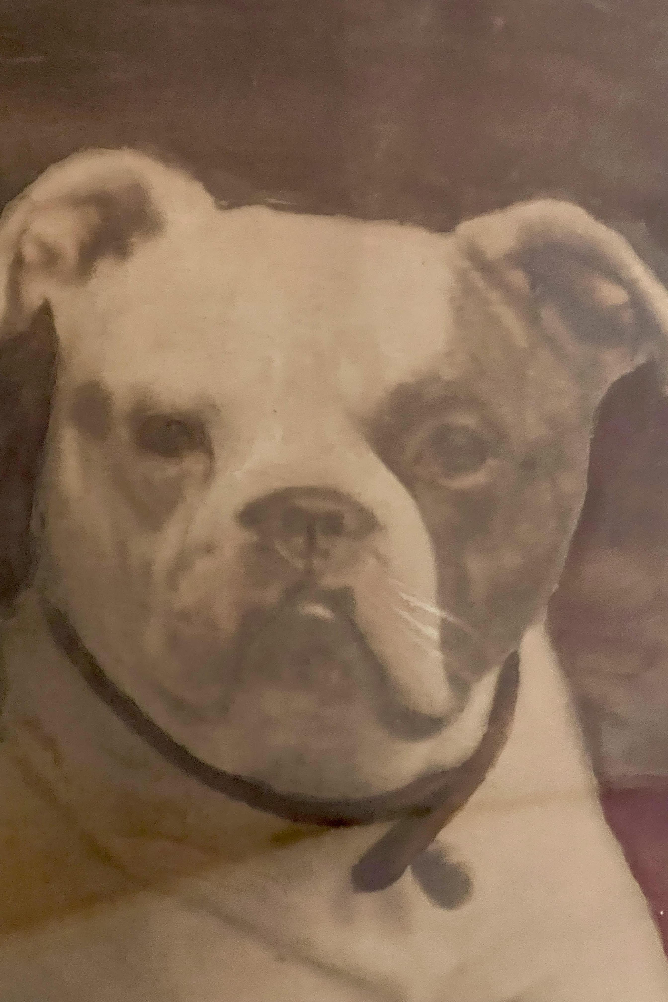 Aquarelldruck mit der Darstellung einer englischen Bulldogge, England 1910. im Angebot 4