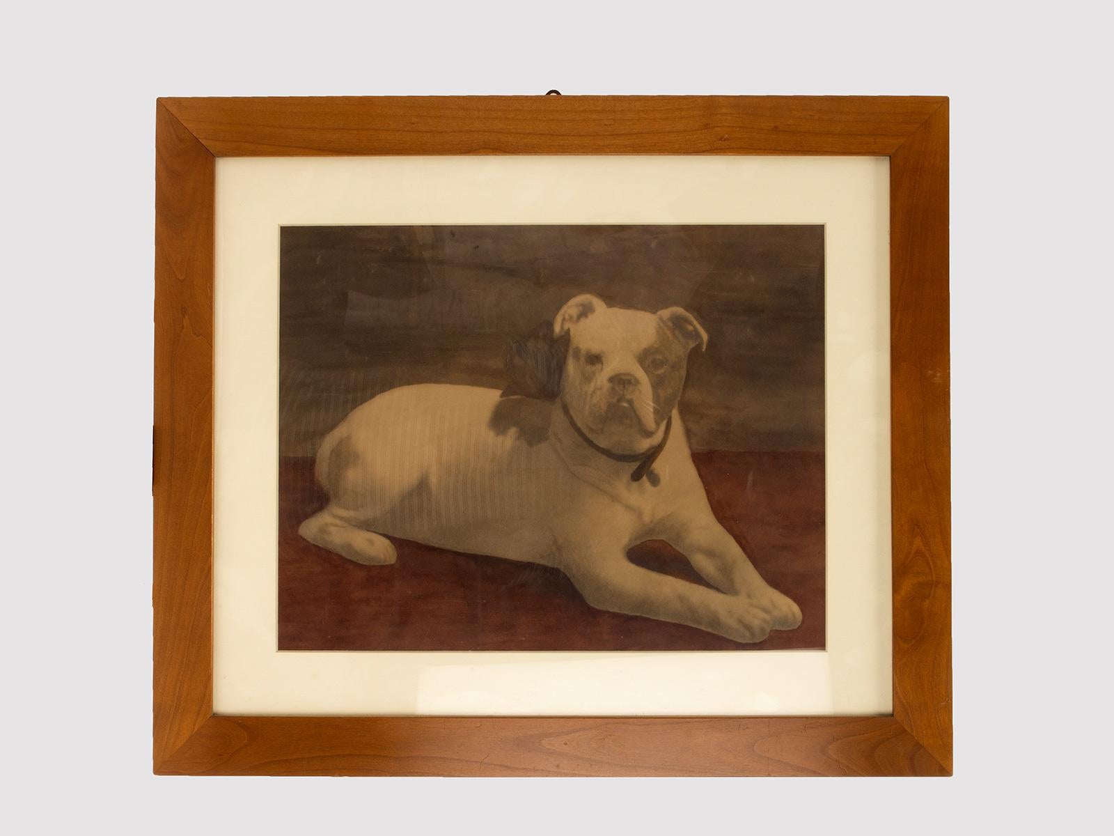 Ein Aquarelldruck, der eine liegende englische Bulldogge darstellt. Massiver Kirschholzrahmen, poliert und bienengewachst. England um 1910.