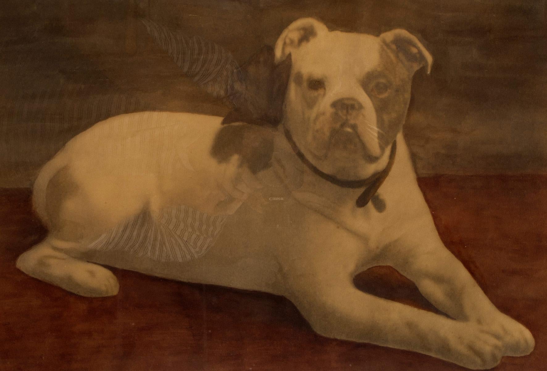 Aquarelldruck mit der Darstellung einer englischen Bulldogge, England 1910. (Englisch) im Angebot
