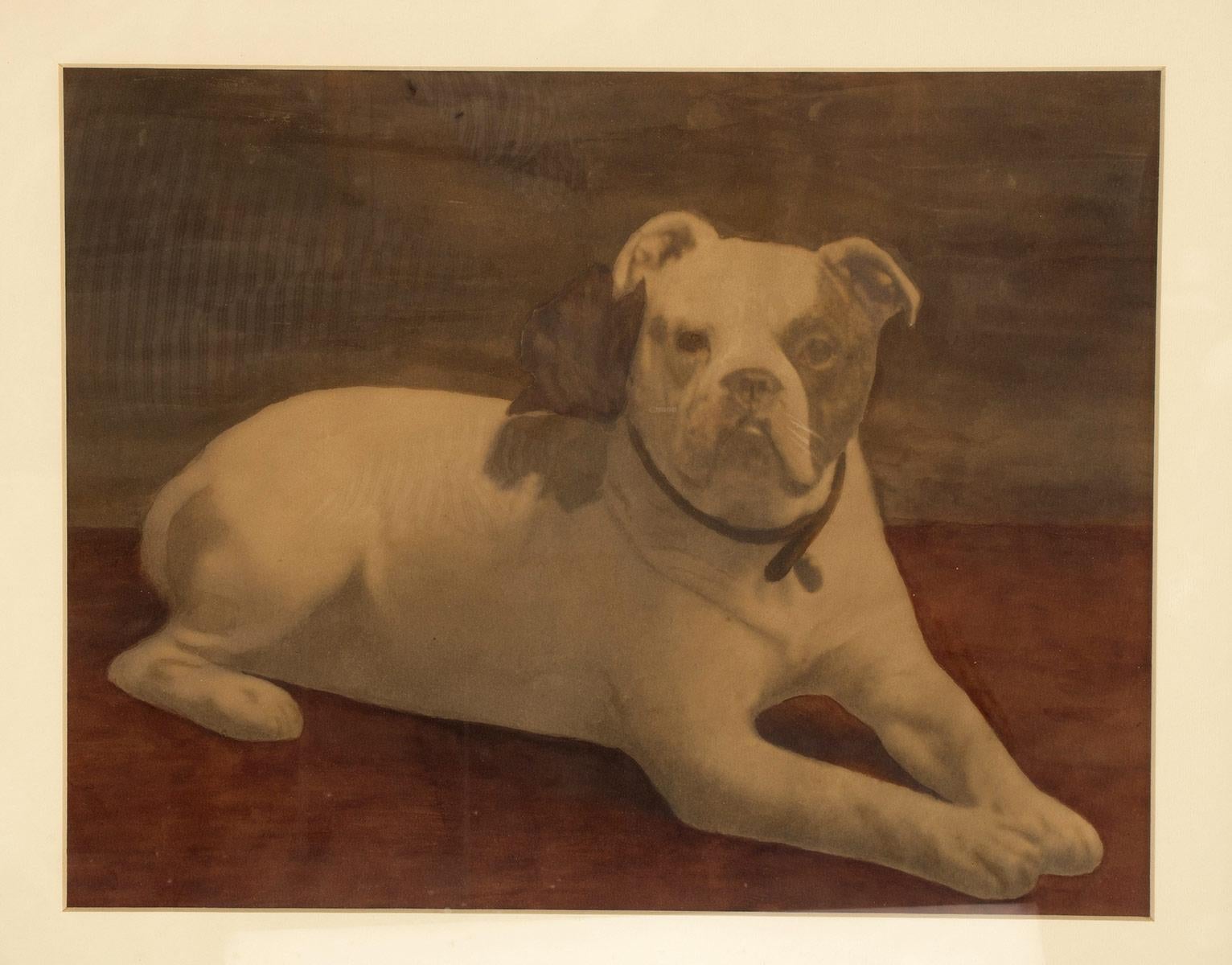 Aquarelldruck mit der Darstellung einer englischen Bulldogge, England 1910. im Zustand „Gut“ im Angebot in Milan, IT