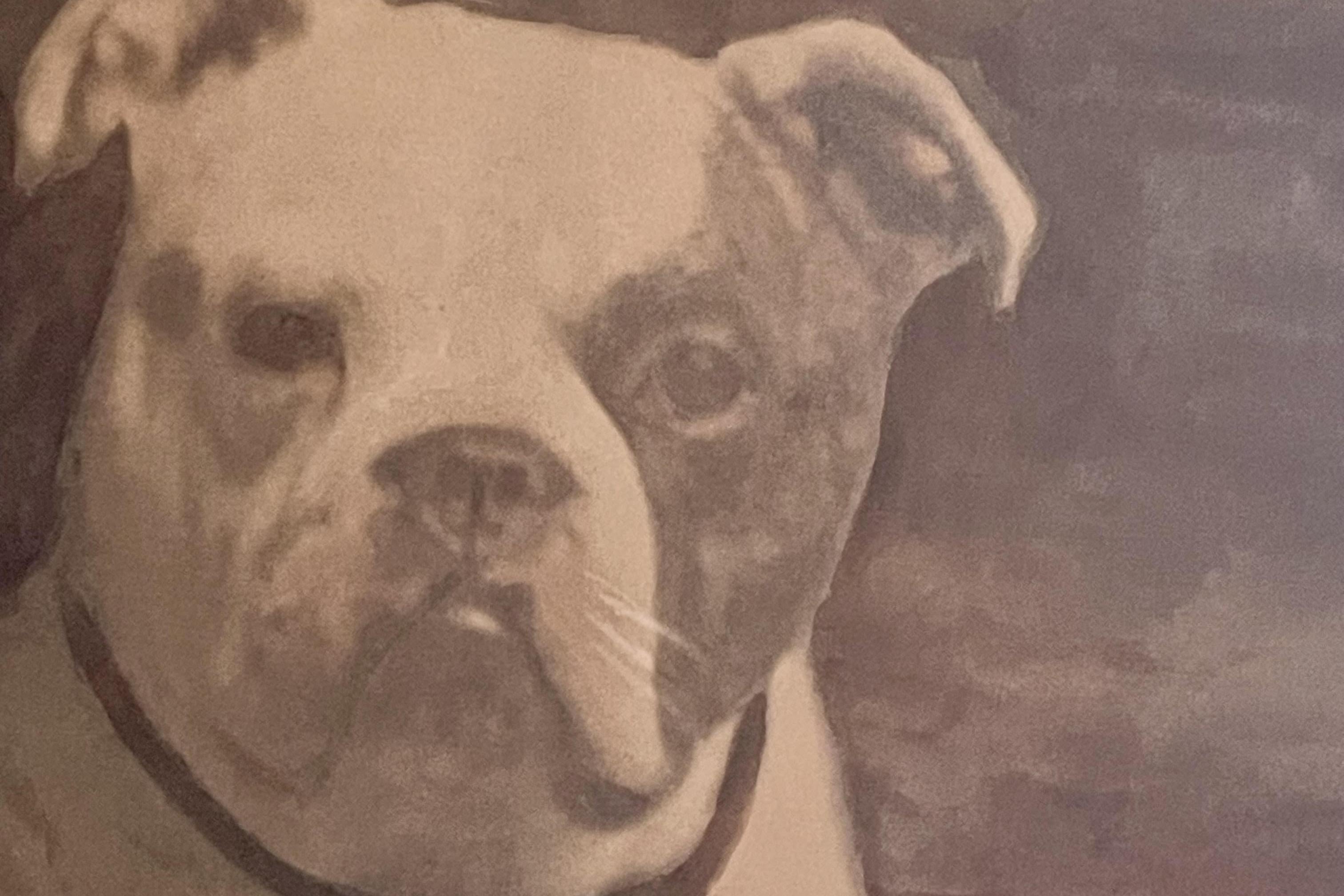 Aquarelldruck mit der Darstellung einer englischen Bulldogge, England 1910. im Angebot 1