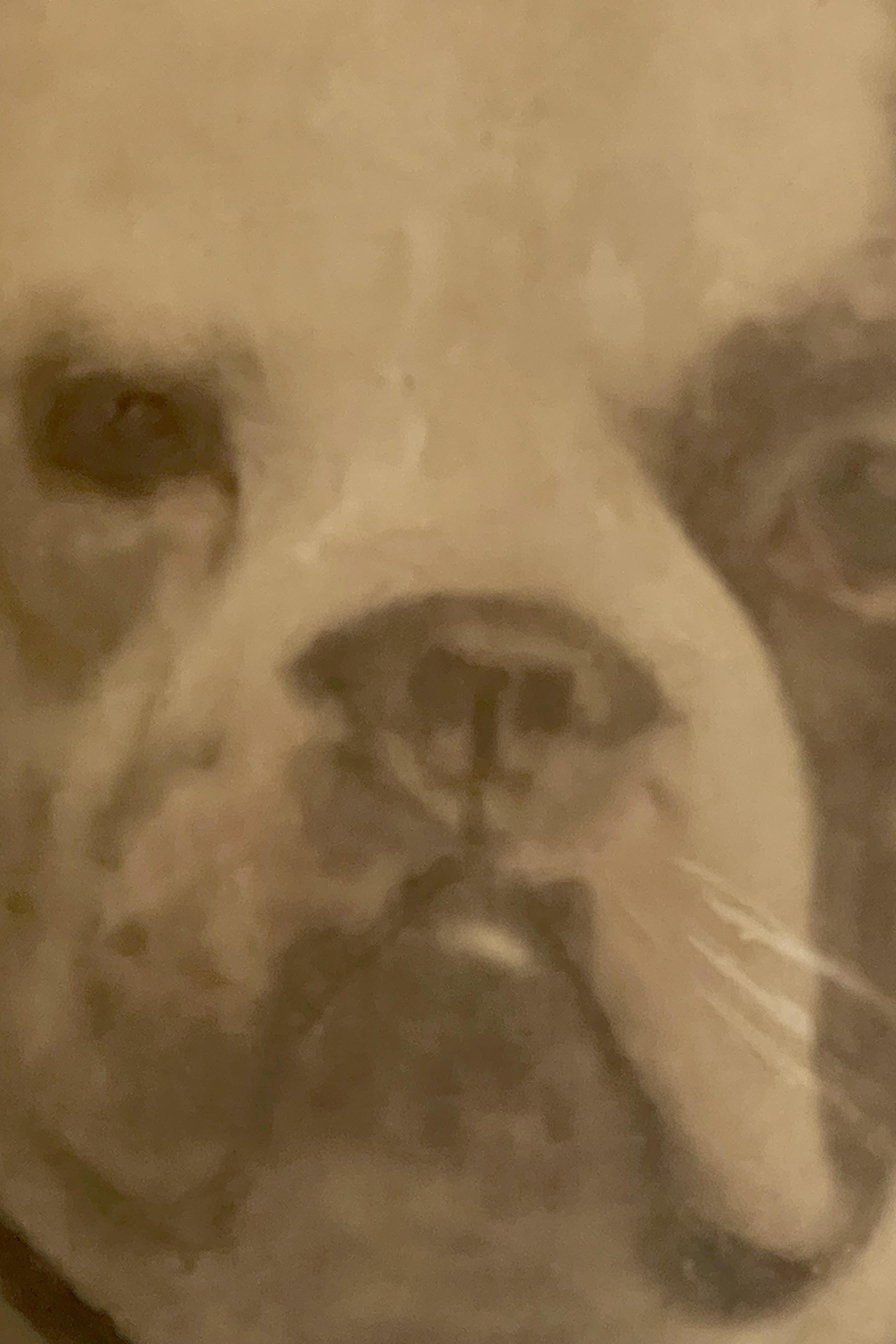 Aquarelldruck mit der Darstellung einer englischen Bulldogge, England 1910. im Angebot 3